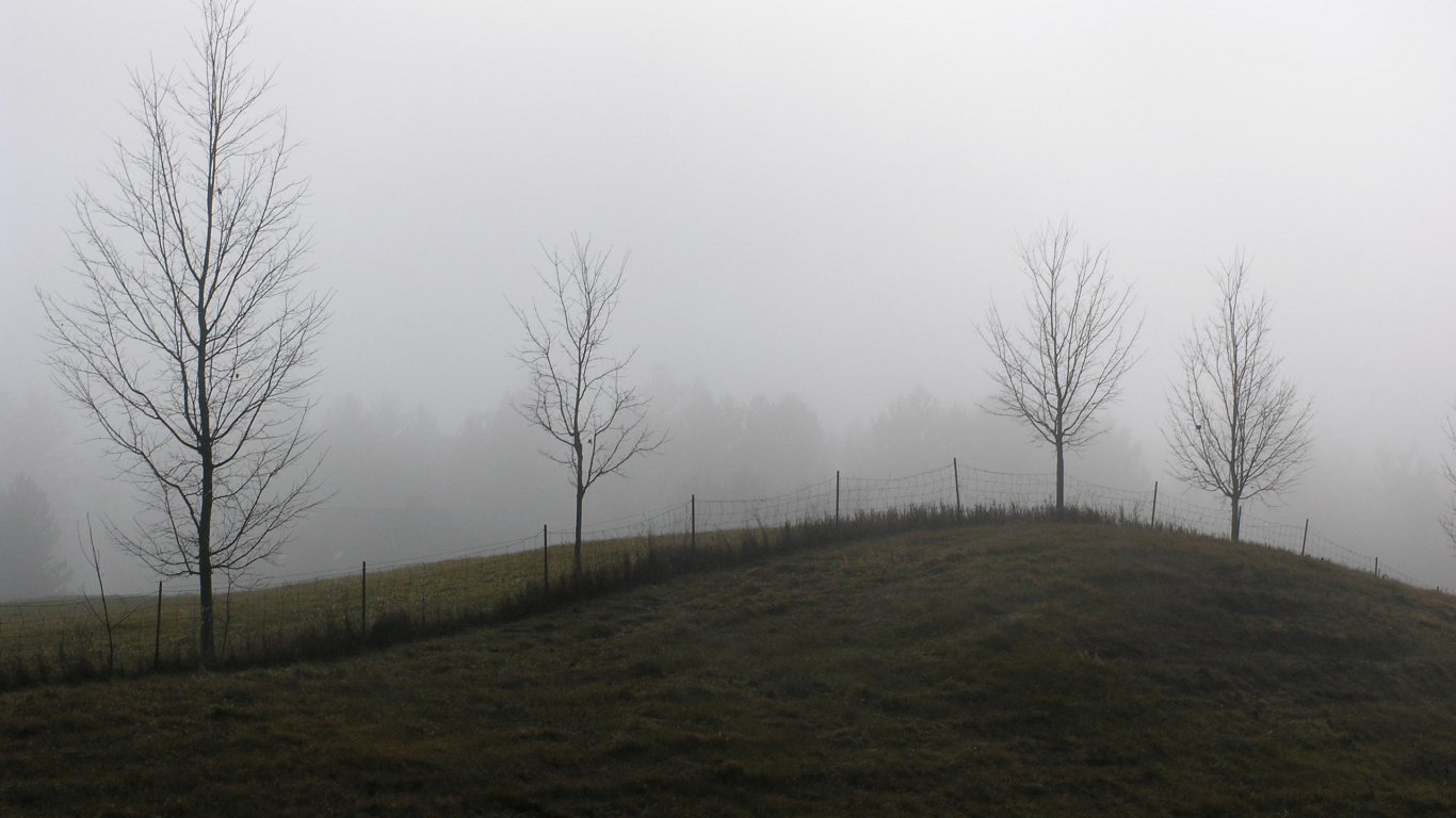 Arbres Nus Sur Terrain D'herbe Verte Sous Ciel Blanc Pendant la Journée. Wallpaper in 1366x768 Resolution