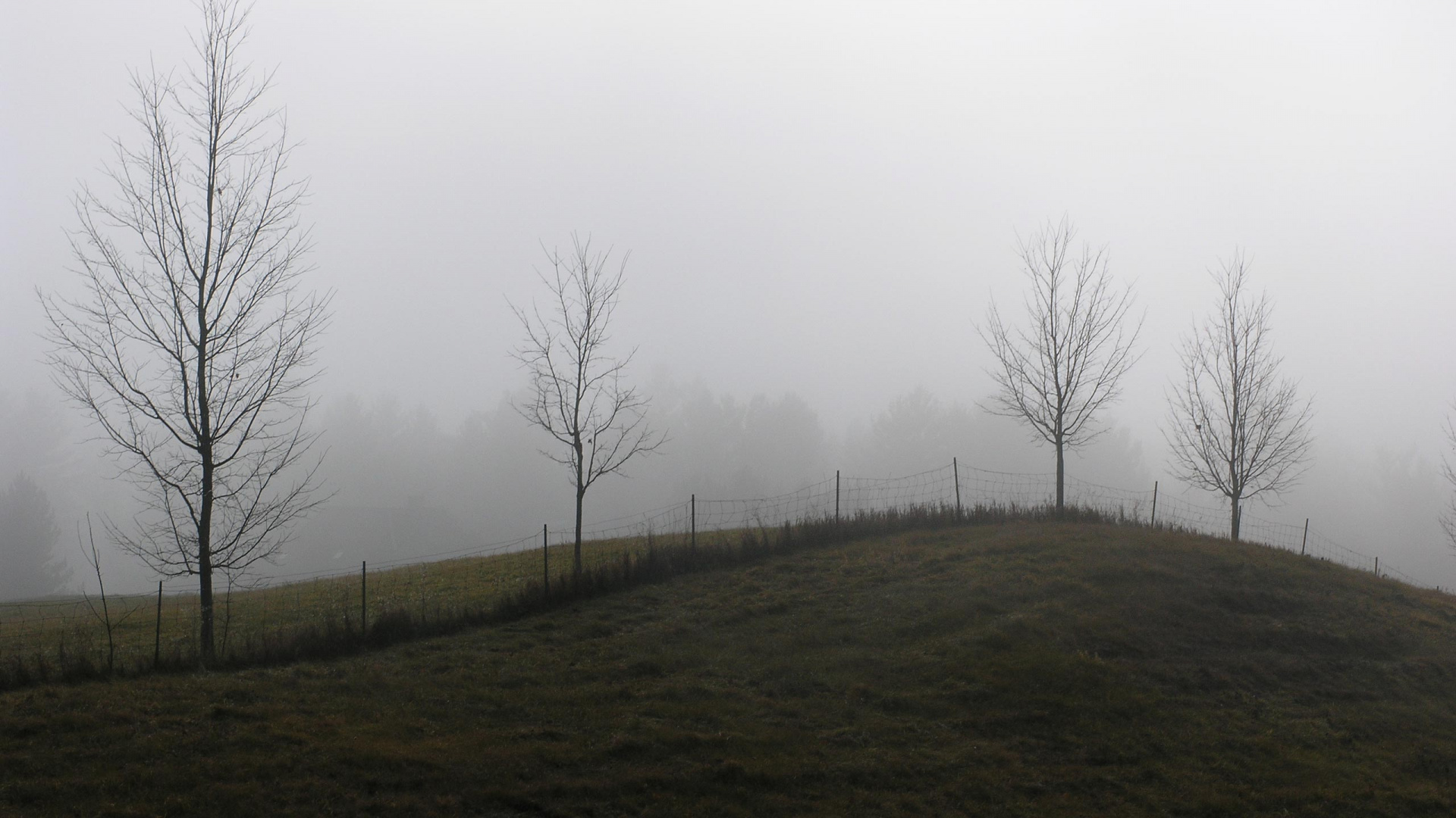 Arbres Nus Sur Terrain D'herbe Verte Sous Ciel Blanc Pendant la Journée. Wallpaper in 1920x1080 Resolution