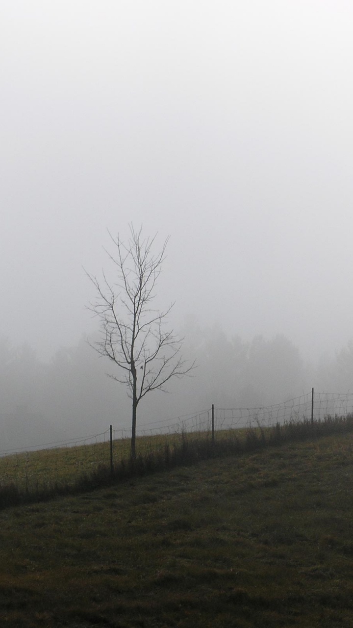 Arbres Nus Sur Terrain D'herbe Verte Sous Ciel Blanc Pendant la Journée. Wallpaper in 720x1280 Resolution