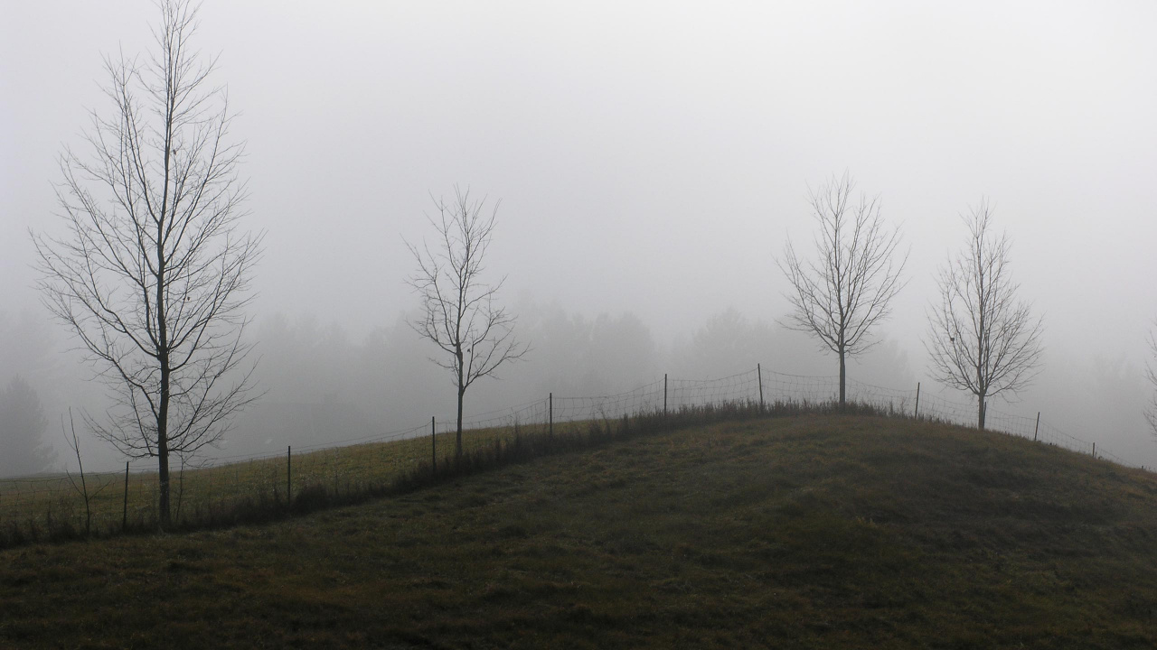 Bare Trees on Green Grass Field Under White Sky During Daytime. Wallpaper in 1280x720 Resolution