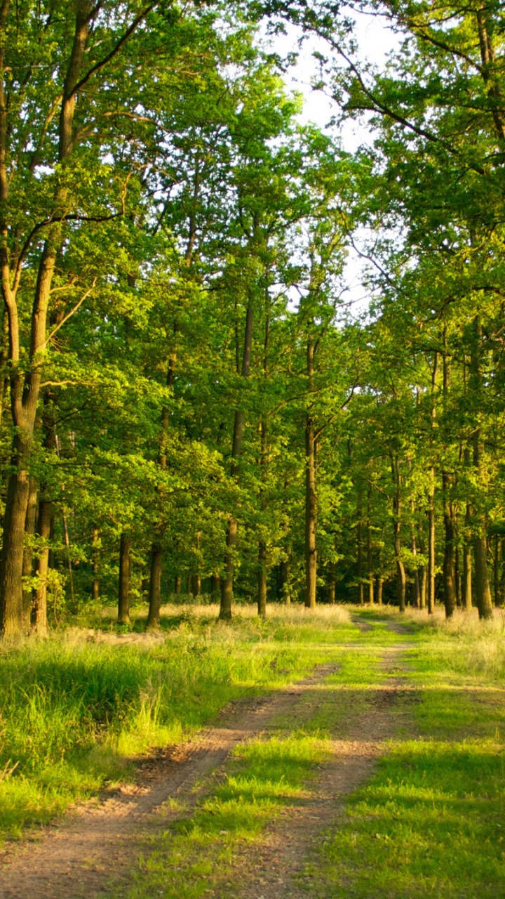 Green Grass and Trees During Daytime. Wallpaper in 720x1280 Resolution