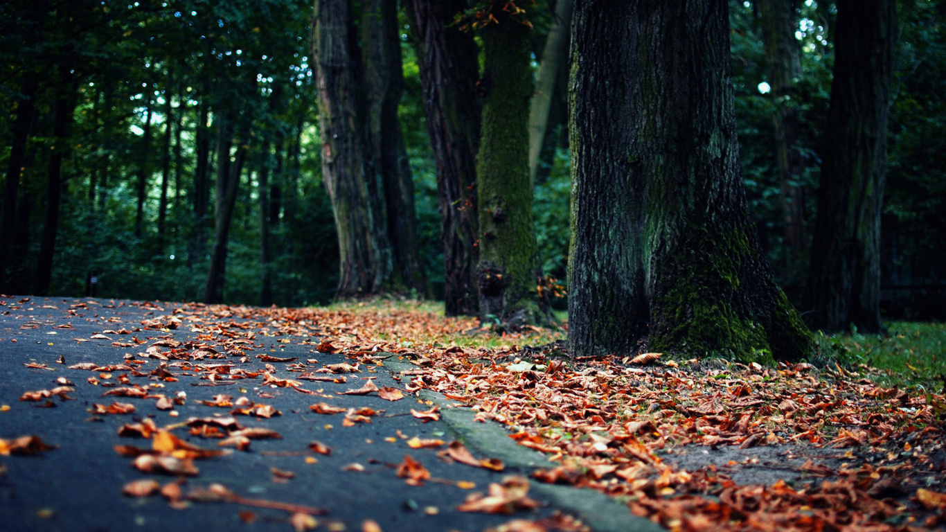 Brown Dried Leaves on The Ground. Wallpaper in 1366x768 Resolution