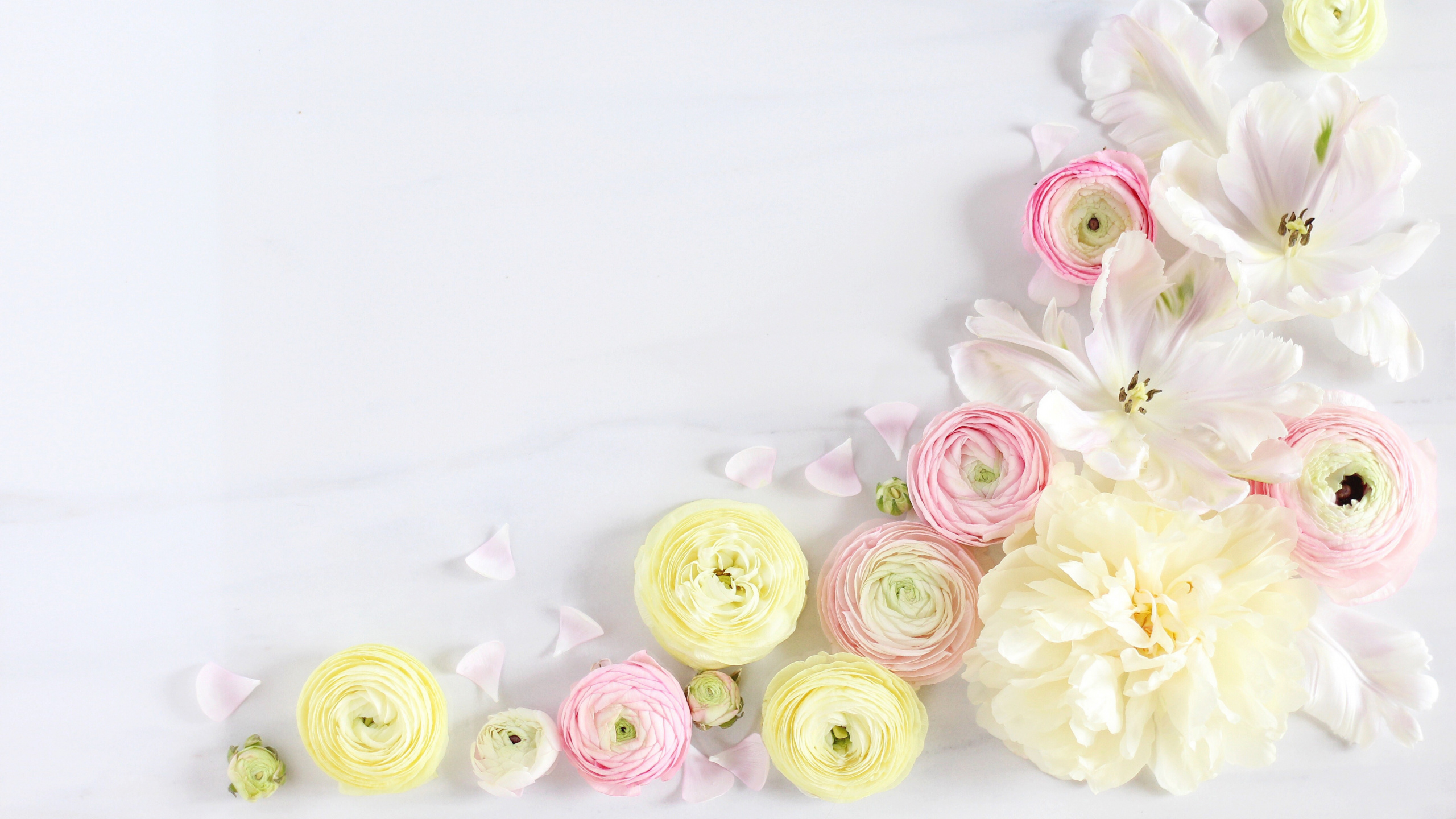 Pink and White Roses on White Textile. Wallpaper in 2560x1440 Resolution