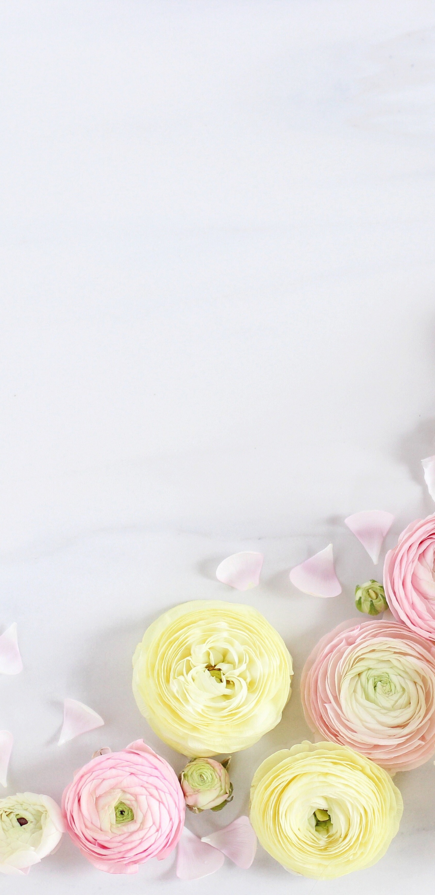 Rosa Und Weiße Rosen Auf Weißem Textil. Wallpaper in 1440x2960 Resolution