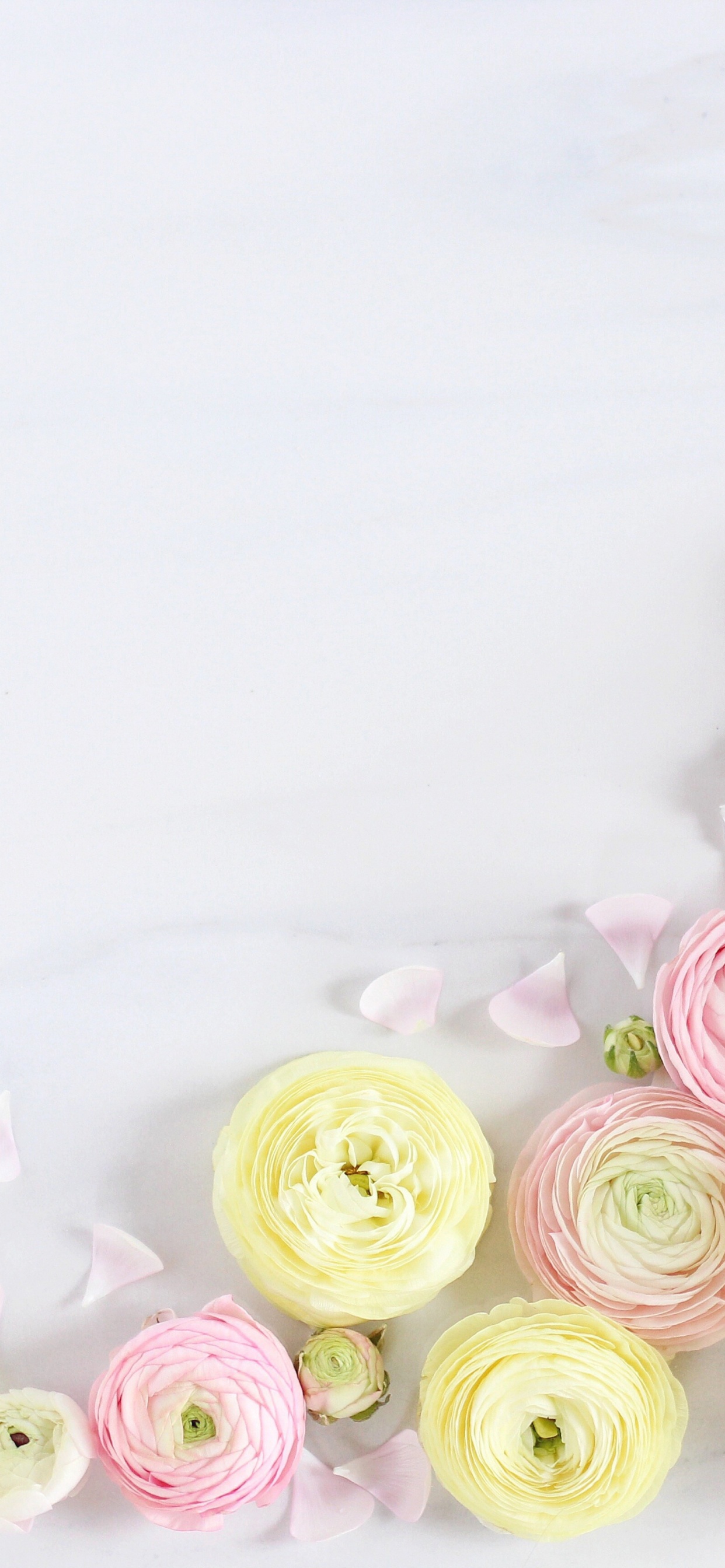 Rosas Rosadas y Blancas Sobre Textil Blanco. Wallpaper in 1242x2688 Resolution