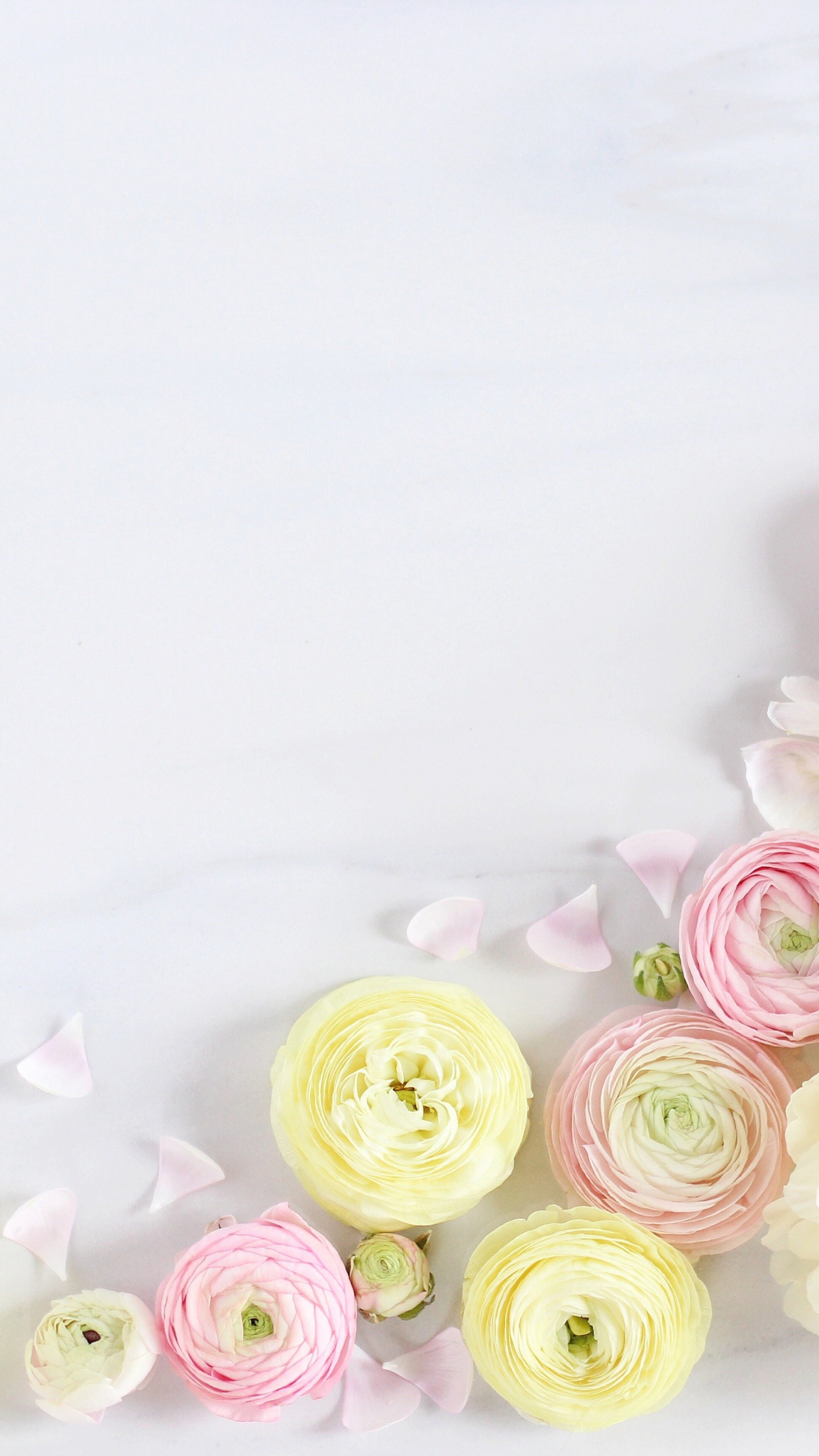 Rosas Rosadas y Blancas Sobre Textil Blanco. Wallpaper in 1440x2560 Resolution