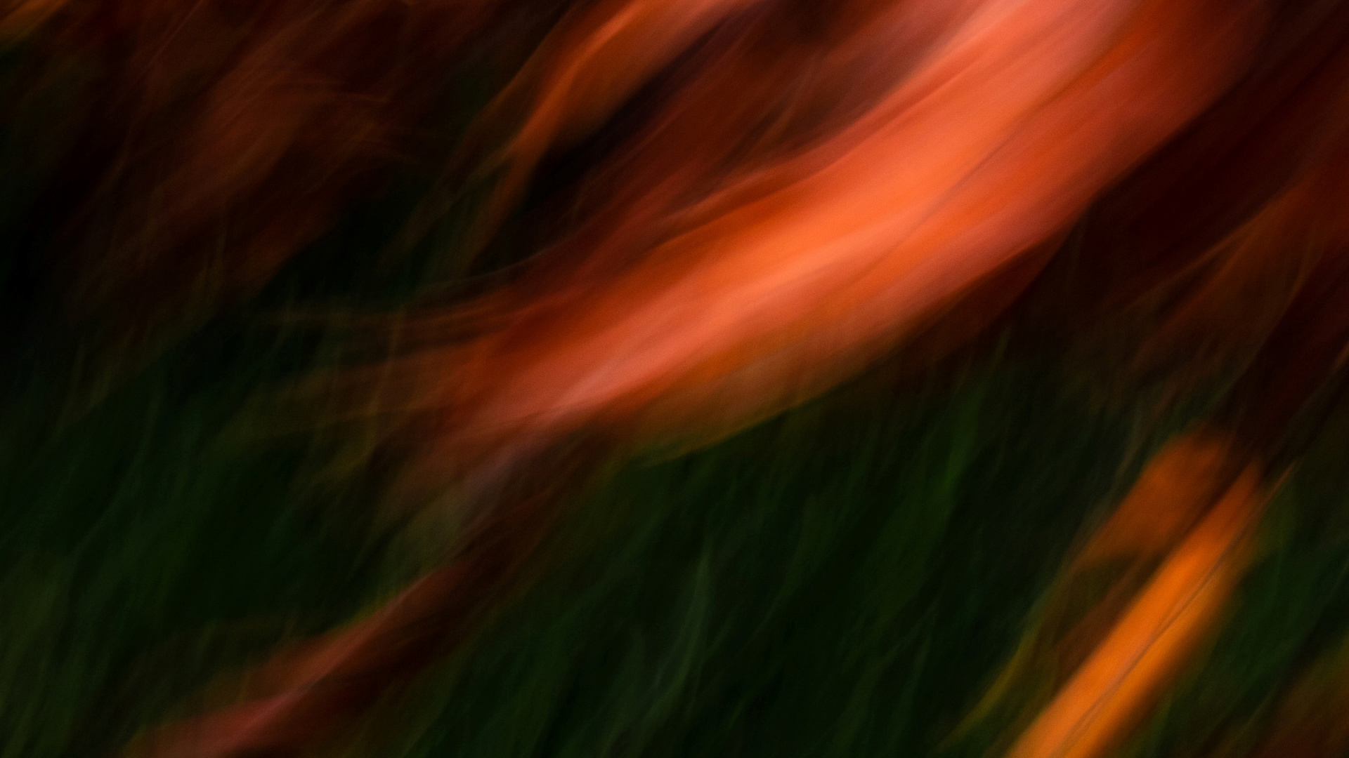 草, 自然景观, 木 壁纸 1920x1080 允许