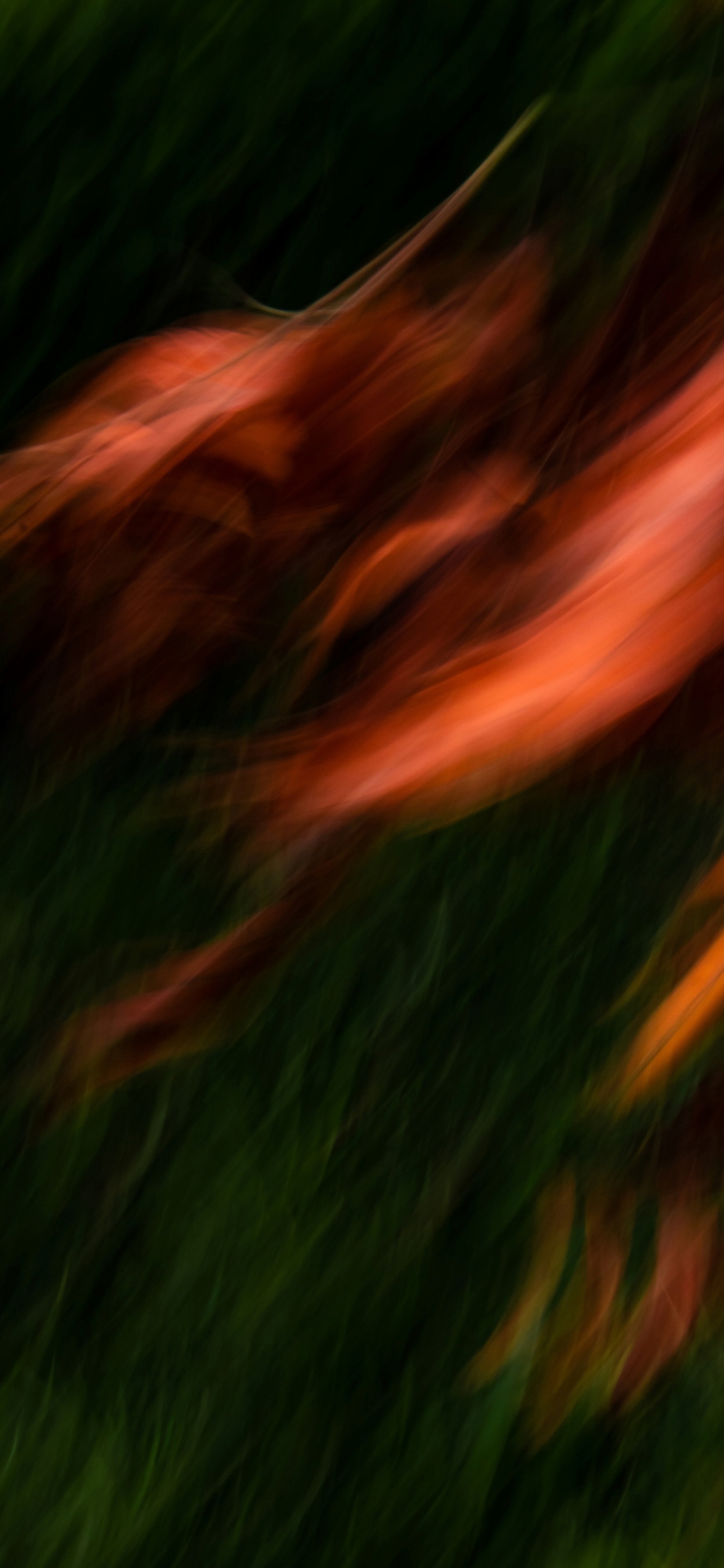 Eau, Paysage Naturel, le Vent. Wallpaper in 1242x2688 Resolution