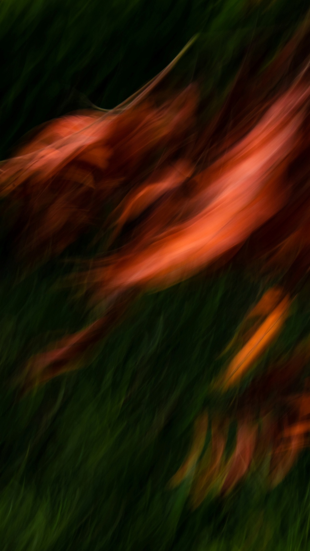 Gras, Wasser, Naturlandschaft, Holz, Baum. Wallpaper in 1080x1920 Resolution