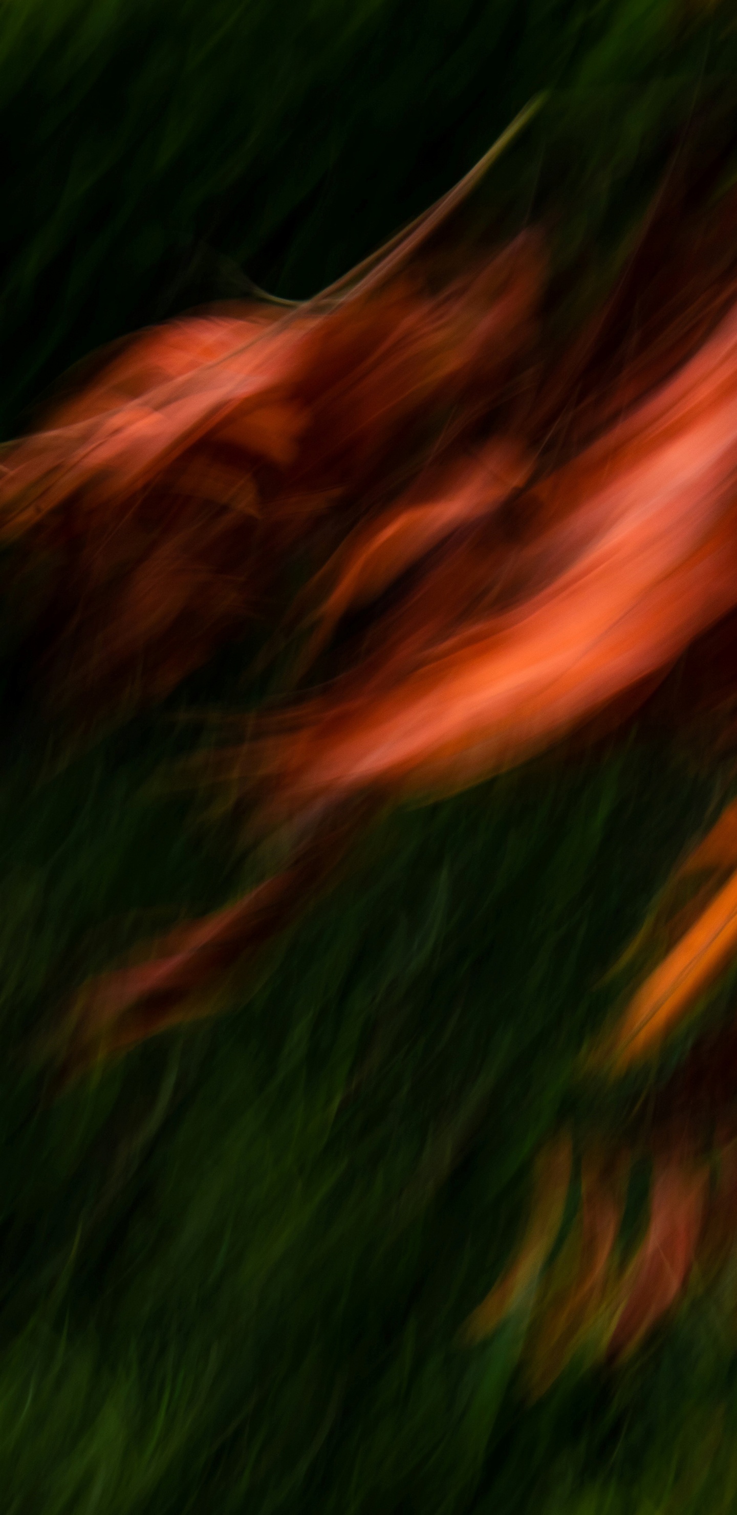 Grass, Water, Plant, Natural Landscape, Wood. Wallpaper in 1440x2960 Resolution