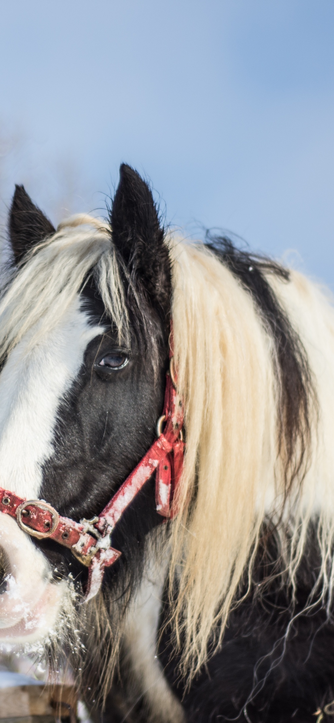 Cheval Noir et Blanc Sur Sol Couvert de Neige Pendant la Journée. Wallpaper in 1125x2436 Resolution