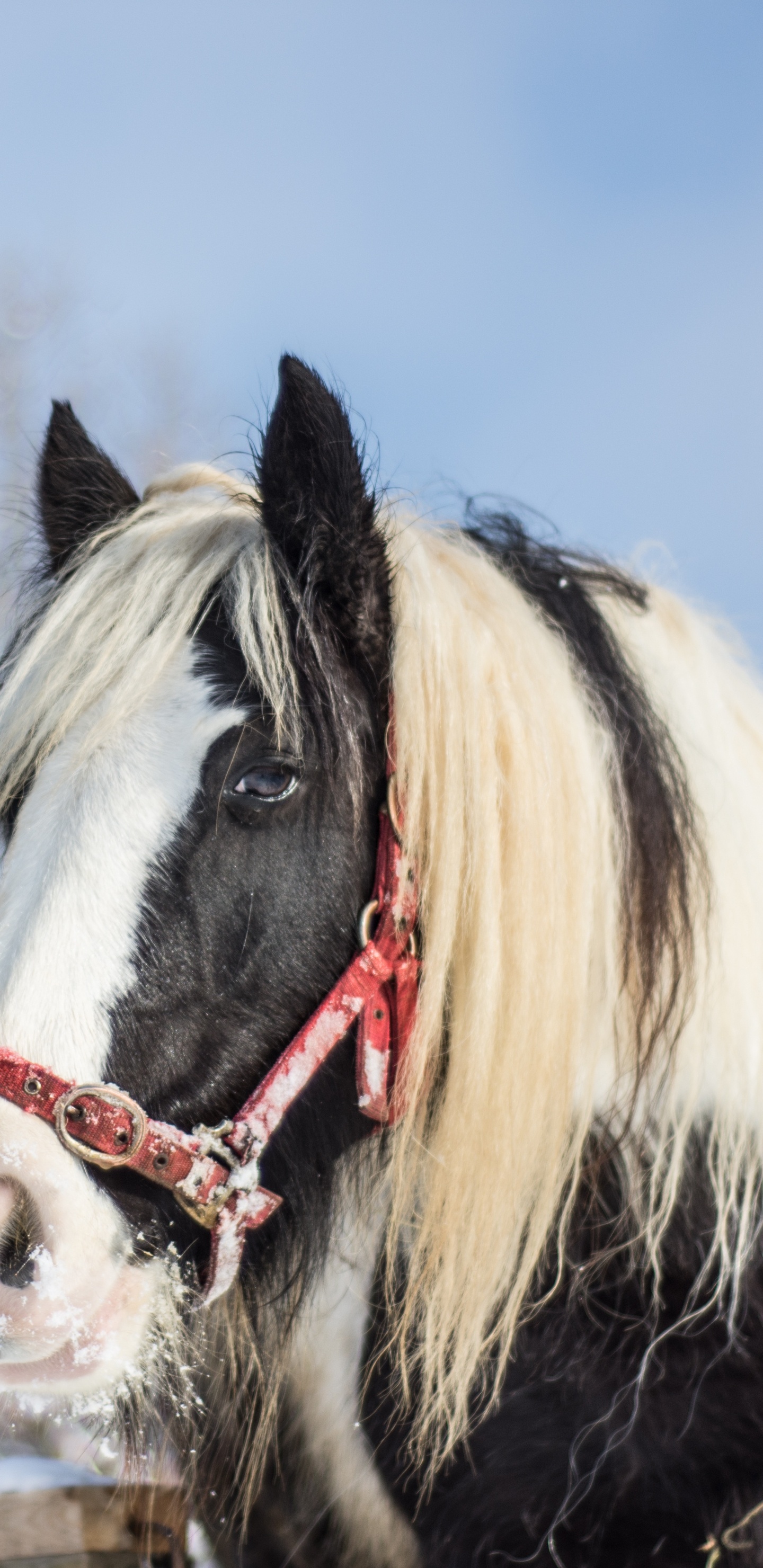Cheval Noir et Blanc Sur Sol Couvert de Neige Pendant la Journée. Wallpaper in 1440x2960 Resolution