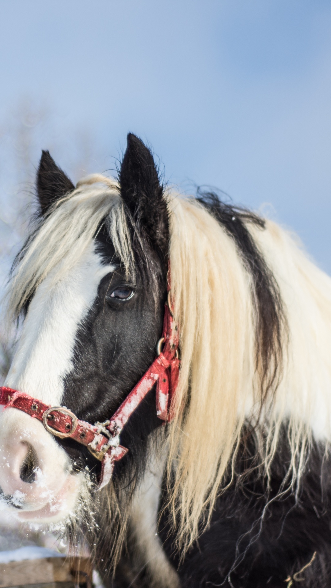 Schwarzes Und Weißes Pferd Auf Schneebedecktem Boden Tagsüber. Wallpaper in 1080x1920 Resolution