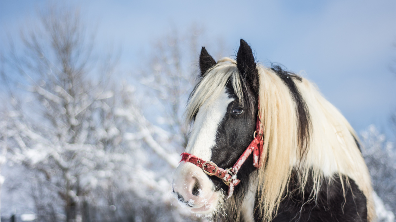 Black and White Horse on Snow Covered Ground During Daytime. Wallpaper in 1280x720 Resolution