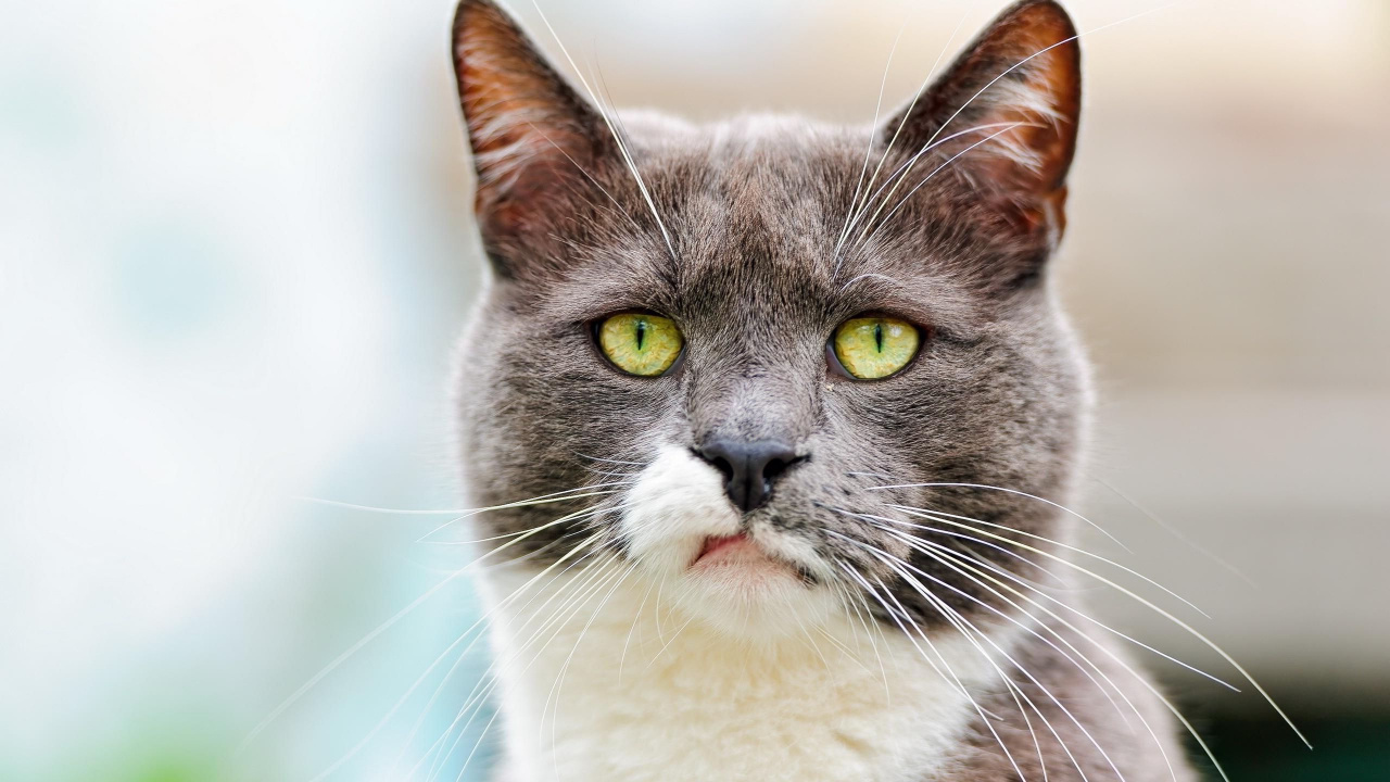 脾气暴躁的猫, 小猫, 胡须, 猫科, 小胡子 壁纸 1280x720 允许