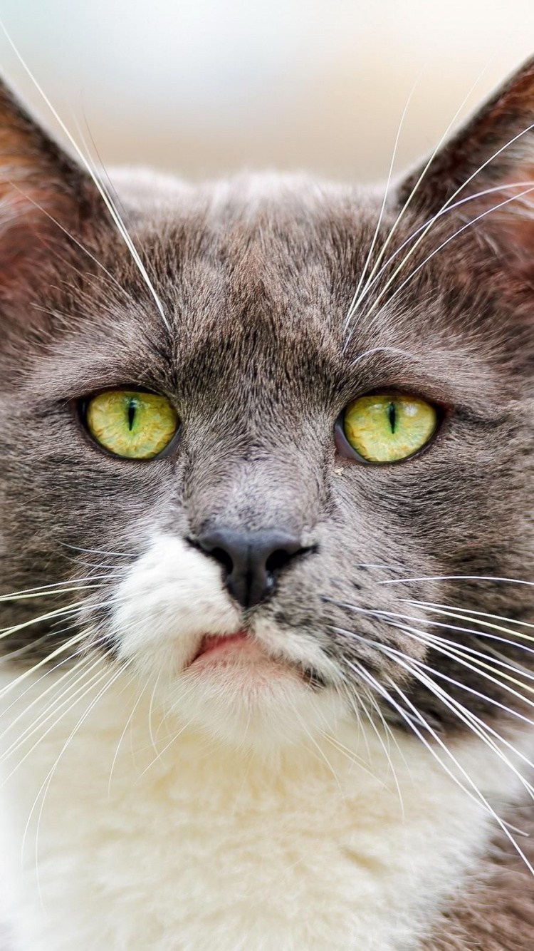 脾气暴躁的猫, 小猫, 胡须, 猫科, 小胡子 壁纸 750x1334 允许