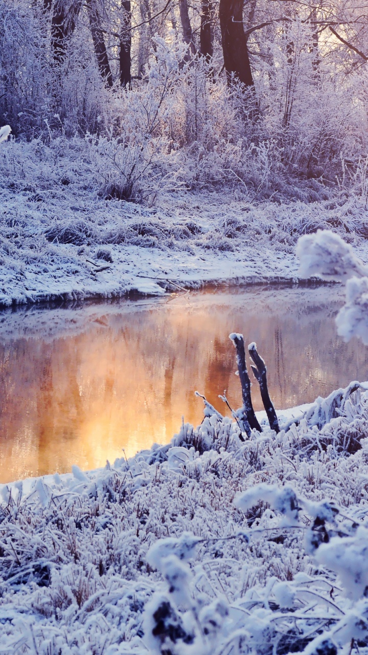 Animal Brun Sur Sol Couvert de Neige. Wallpaper in 720x1280 Resolution