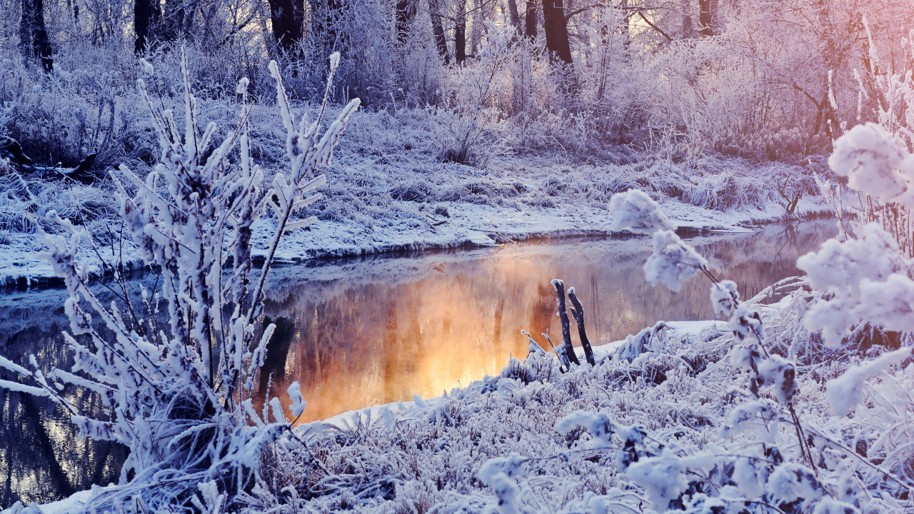 Braunes Tier Auf Schneebedecktem Boden. Wallpaper in 1280x720 Resolution