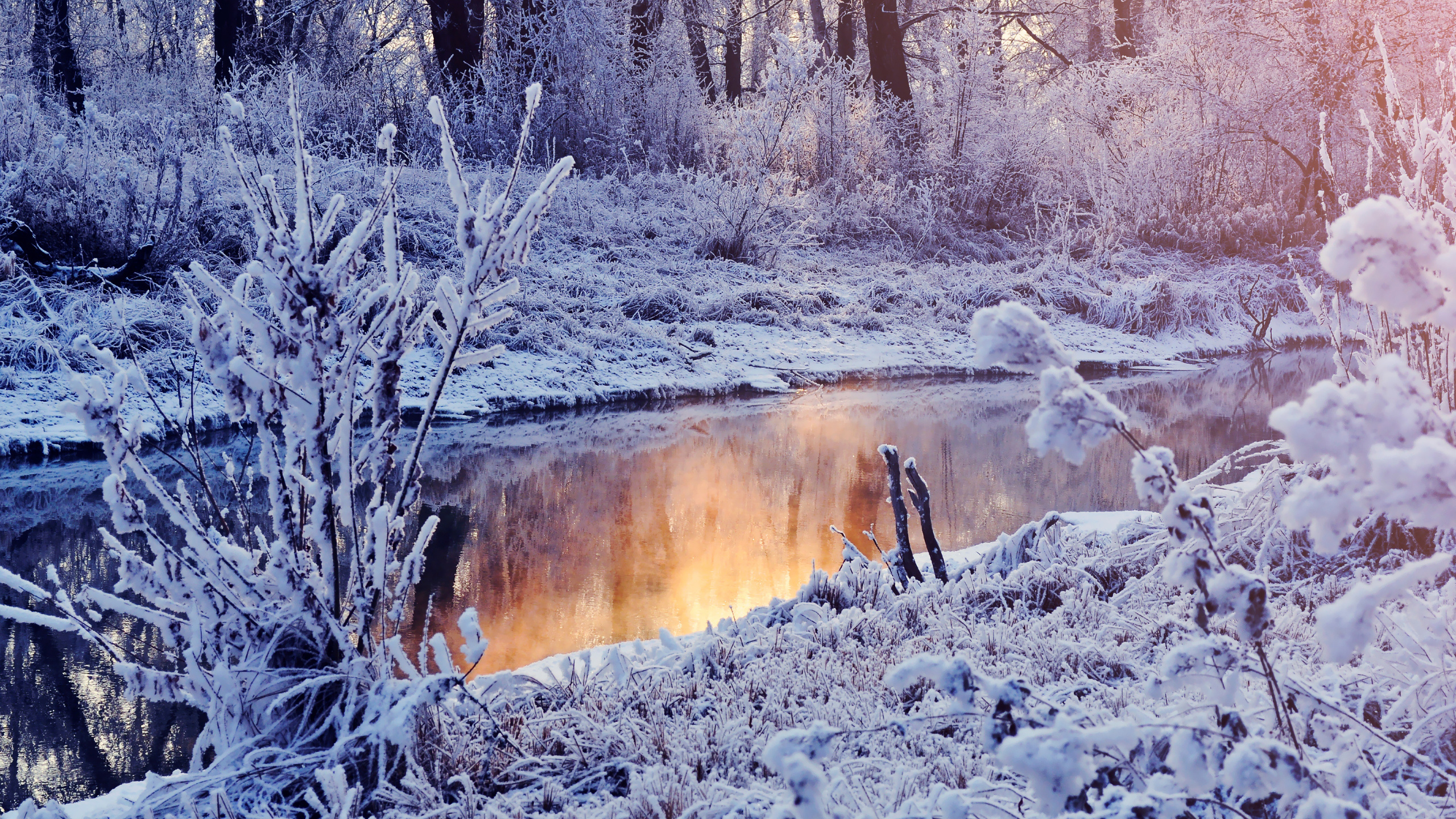 Braunes Tier Auf Schneebedecktem Boden. Wallpaper in 2560x1440 Resolution