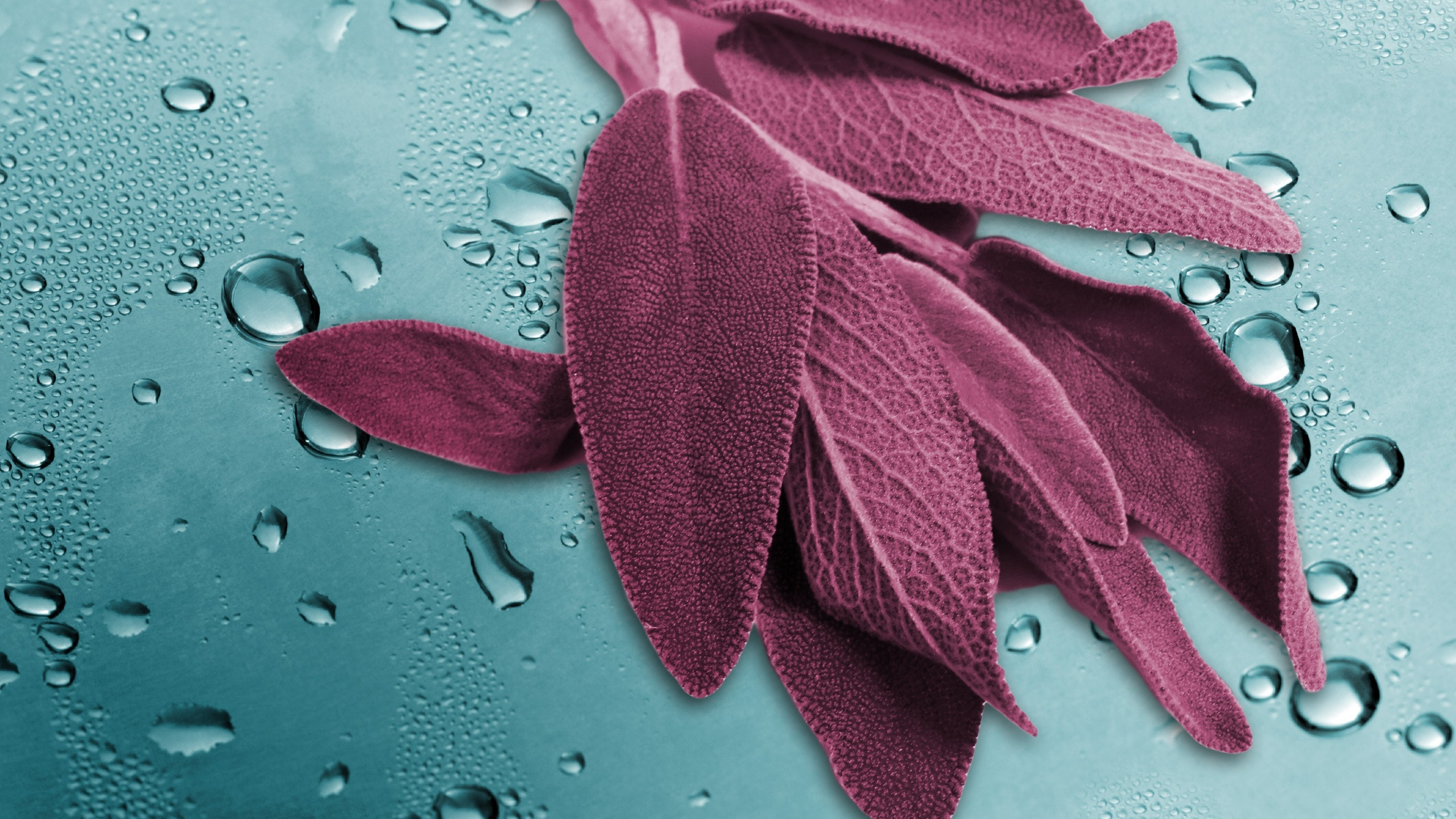 Red Leaf on Water Droplets. Wallpaper in 2560x1440 Resolution