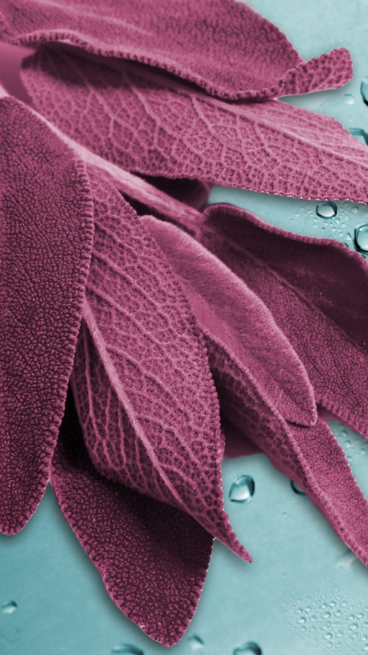 Feuille Rouge Sur Les Gouttelettes D'eau. Wallpaper in 720x1280 Resolution