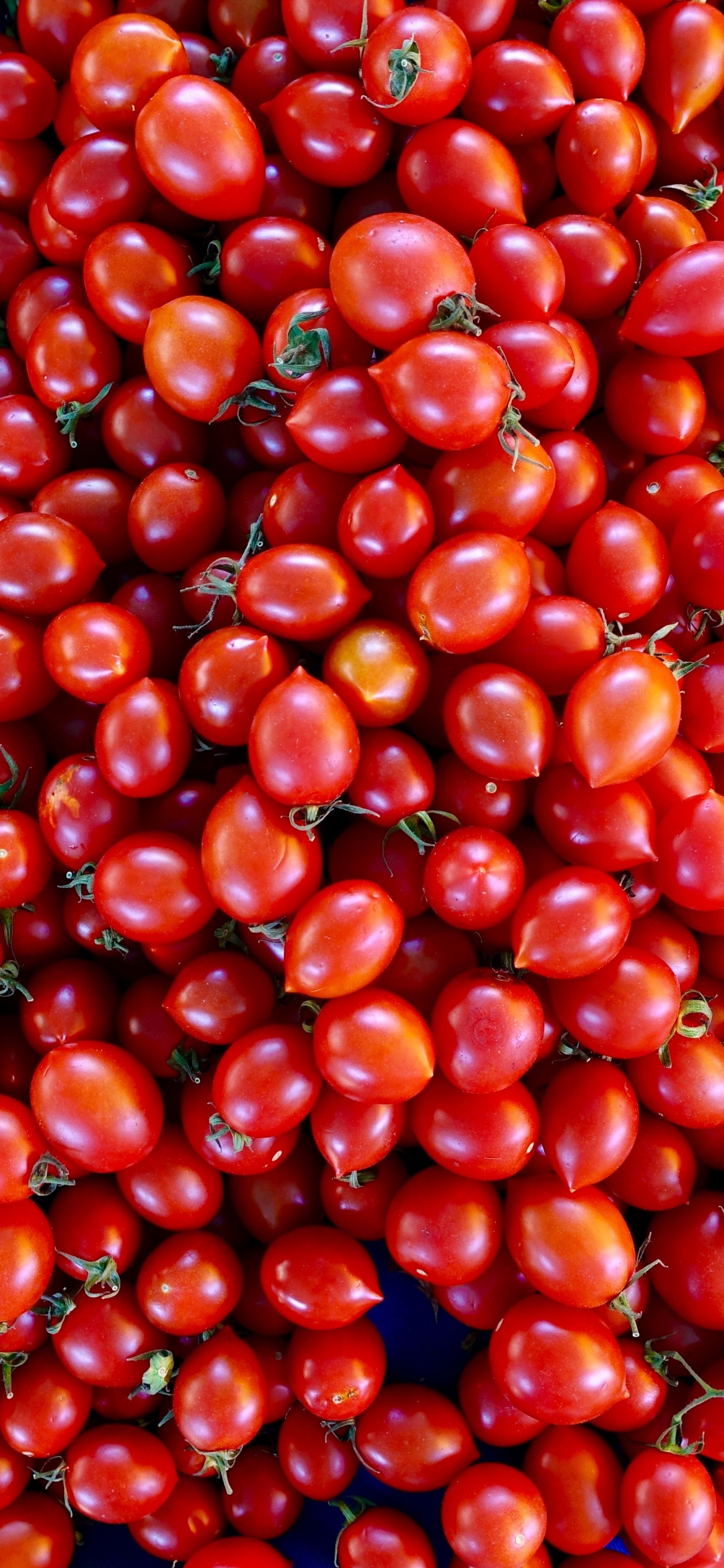 Red Round Fruits on Blue Plastic Container. Wallpaper in 1242x2688 Resolution
