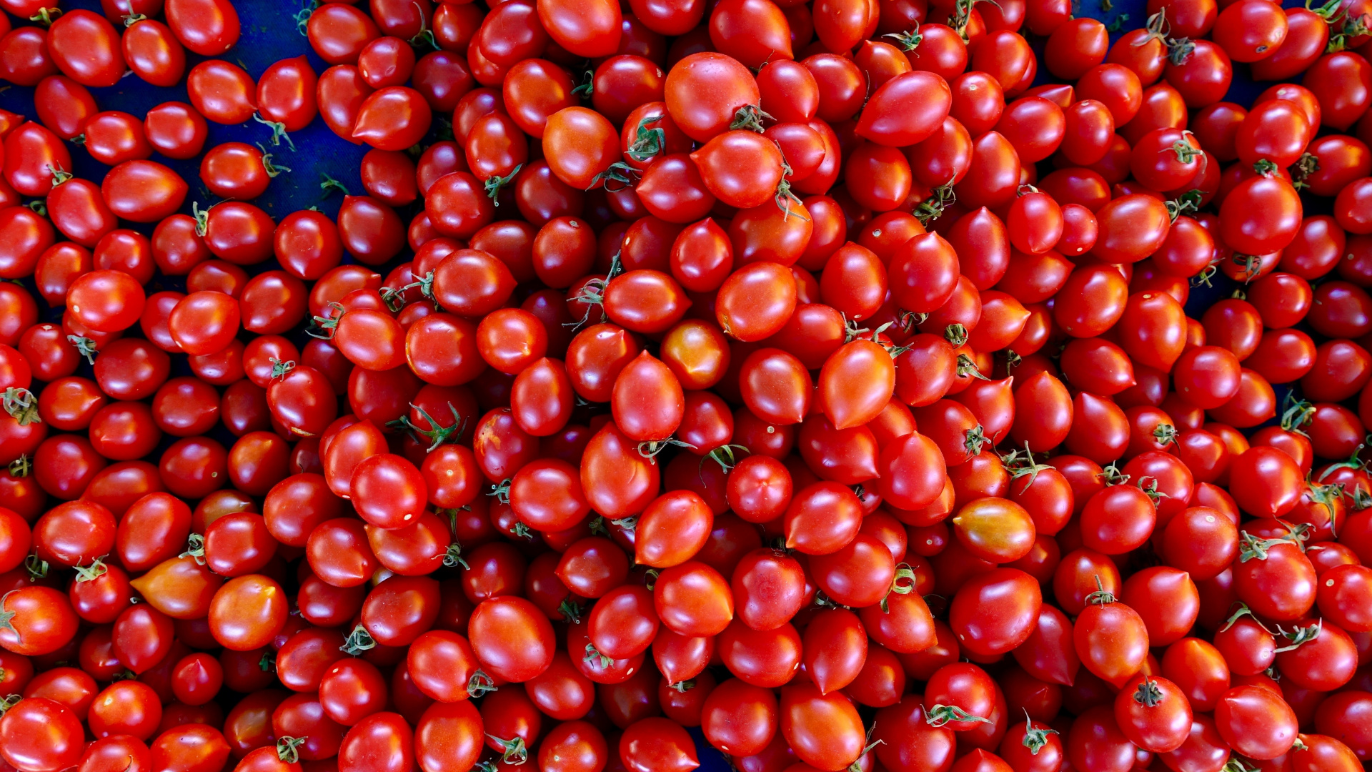 Red Round Fruits on Blue Plastic Container. Wallpaper in 1920x1080 Resolution