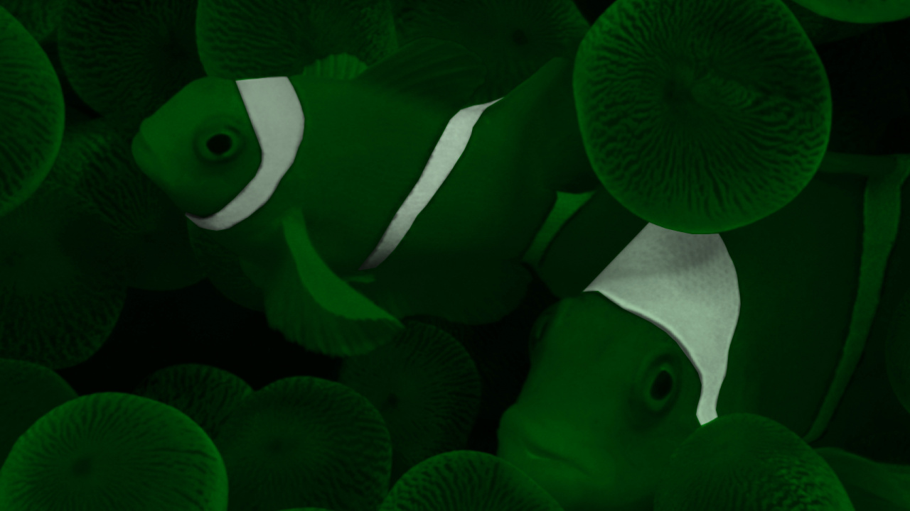 Pez en el Mar, Agua, Verde, Luz, la Botánica. Wallpaper in 1280x720 Resolution