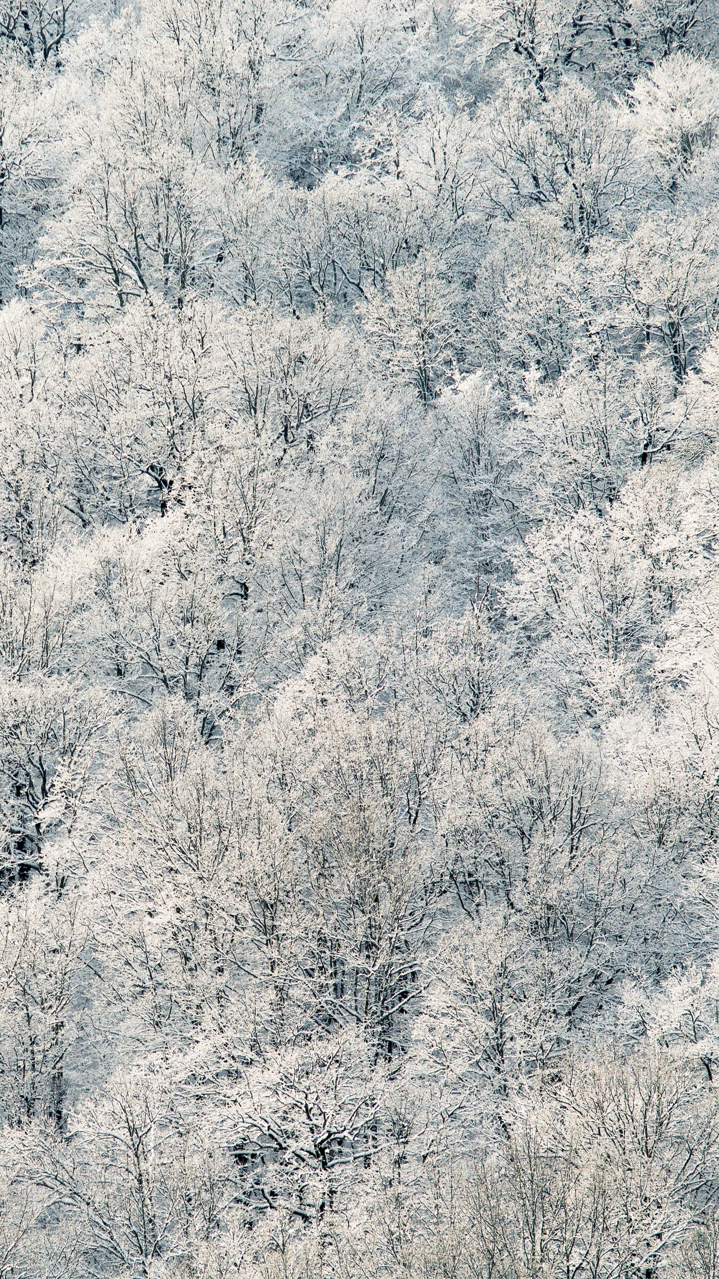 White and Green Trees During Daytime. Wallpaper in 1440x2560 Resolution