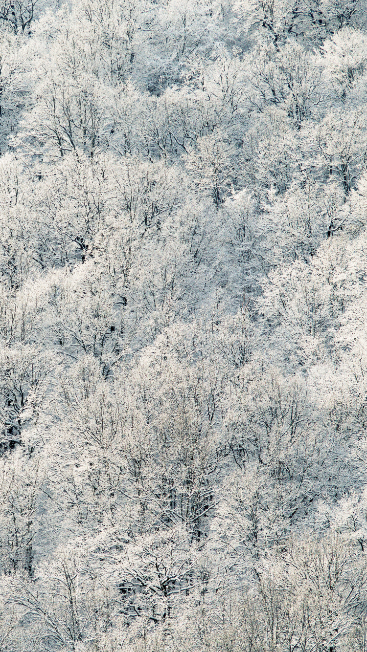 White and Green Trees During Daytime. Wallpaper in 750x1334 Resolution