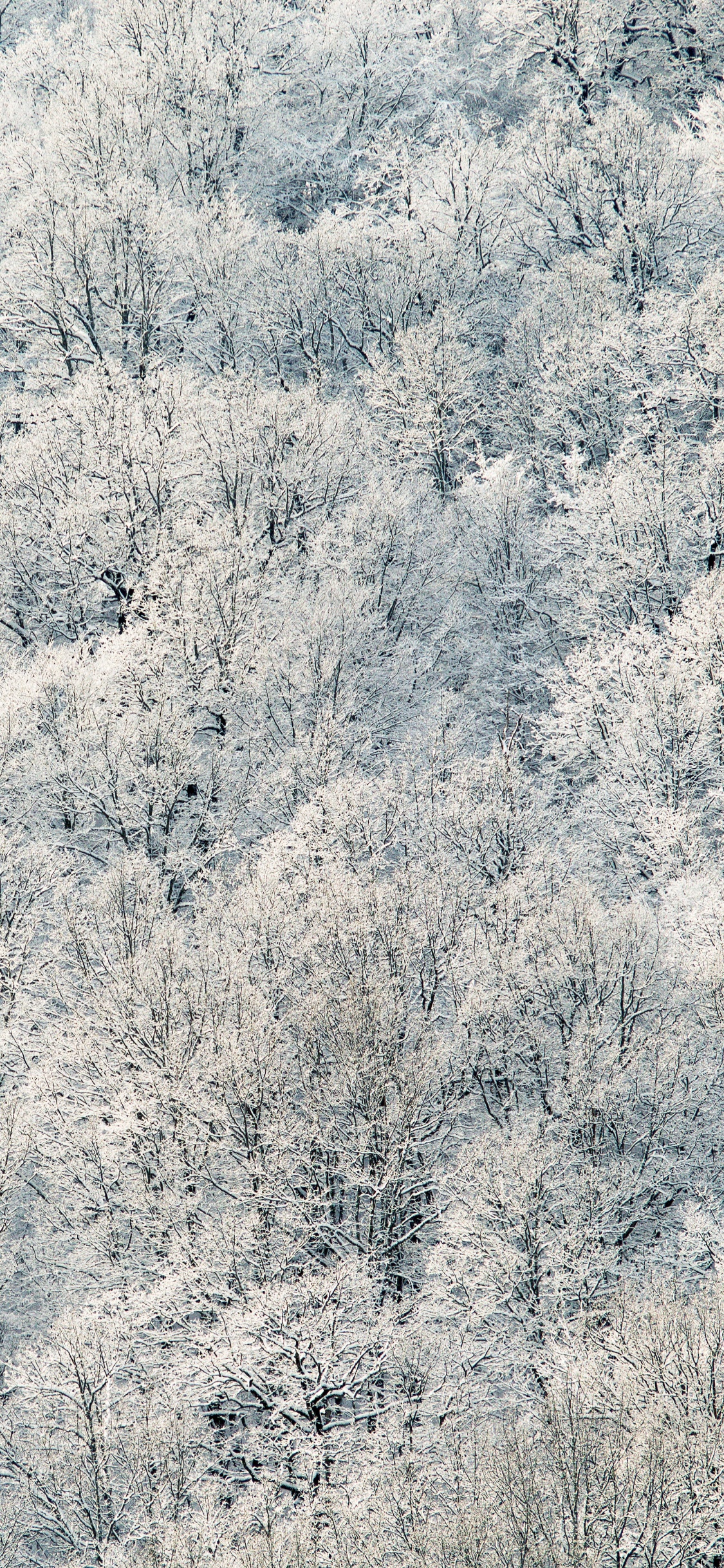 Arbres Blancs et Verts Pendant la Journée. Wallpaper in 1125x2436 Resolution