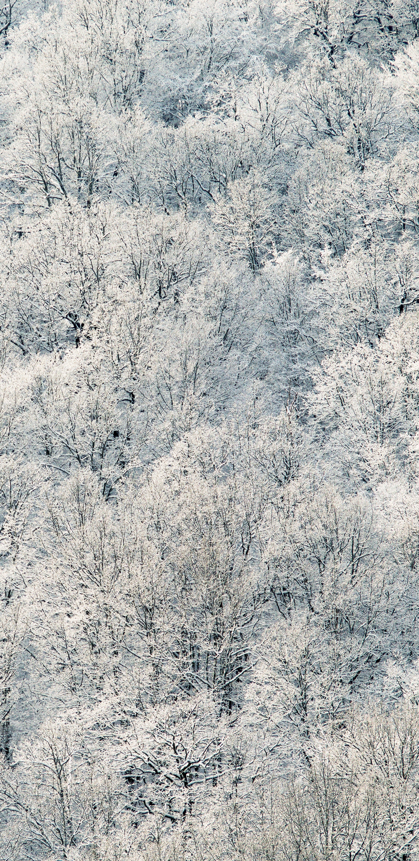Arbres Blancs et Verts Pendant la Journée. Wallpaper in 1440x2960 Resolution