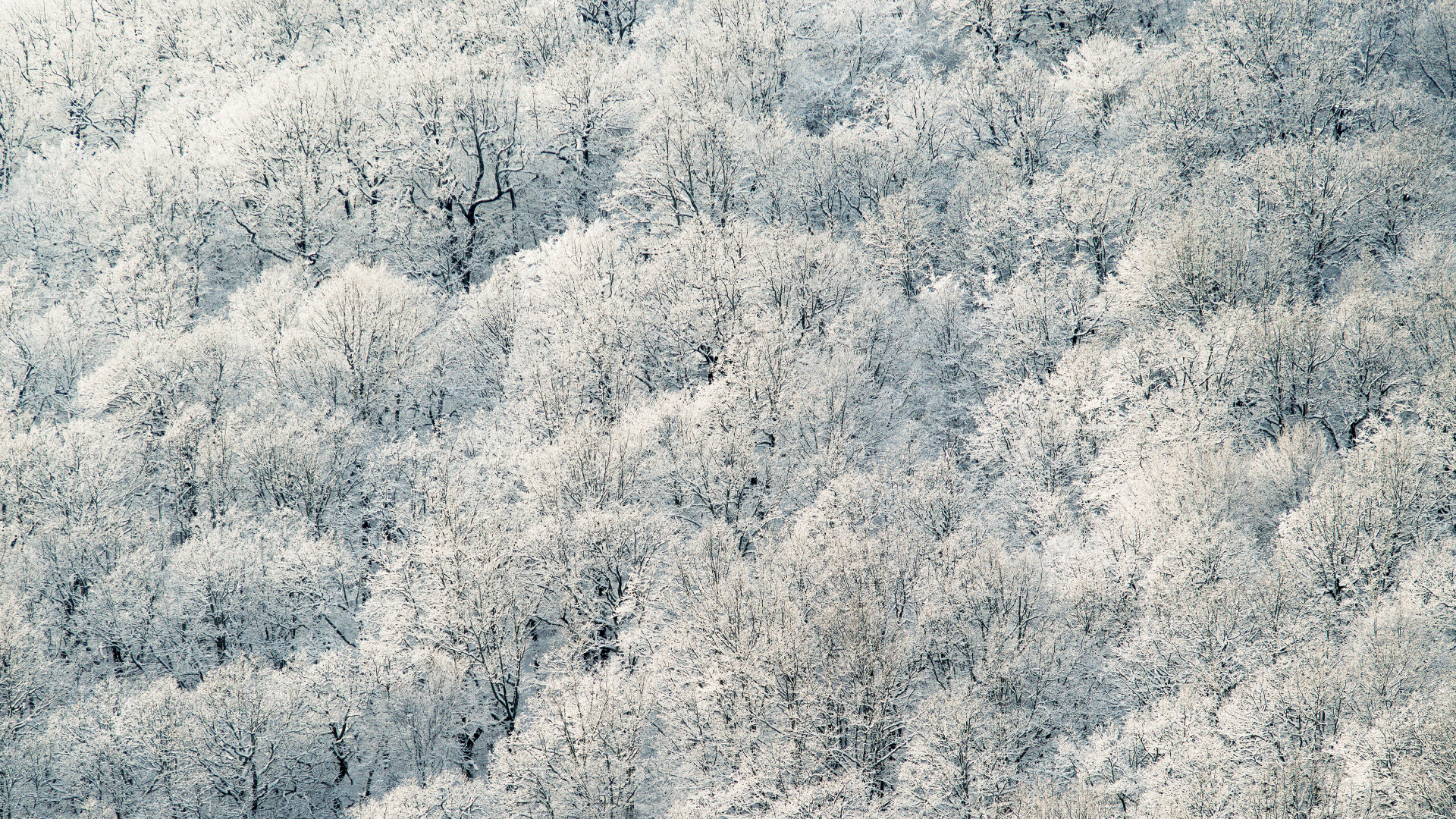 Arbres Blancs et Verts Pendant la Journée. Wallpaper in 1920x1080 Resolution