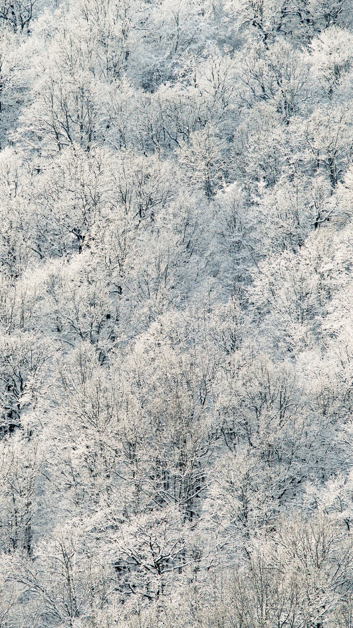 Árboles Blancos y Verdes Durante el Día. Wallpaper in 720x1280 Resolution