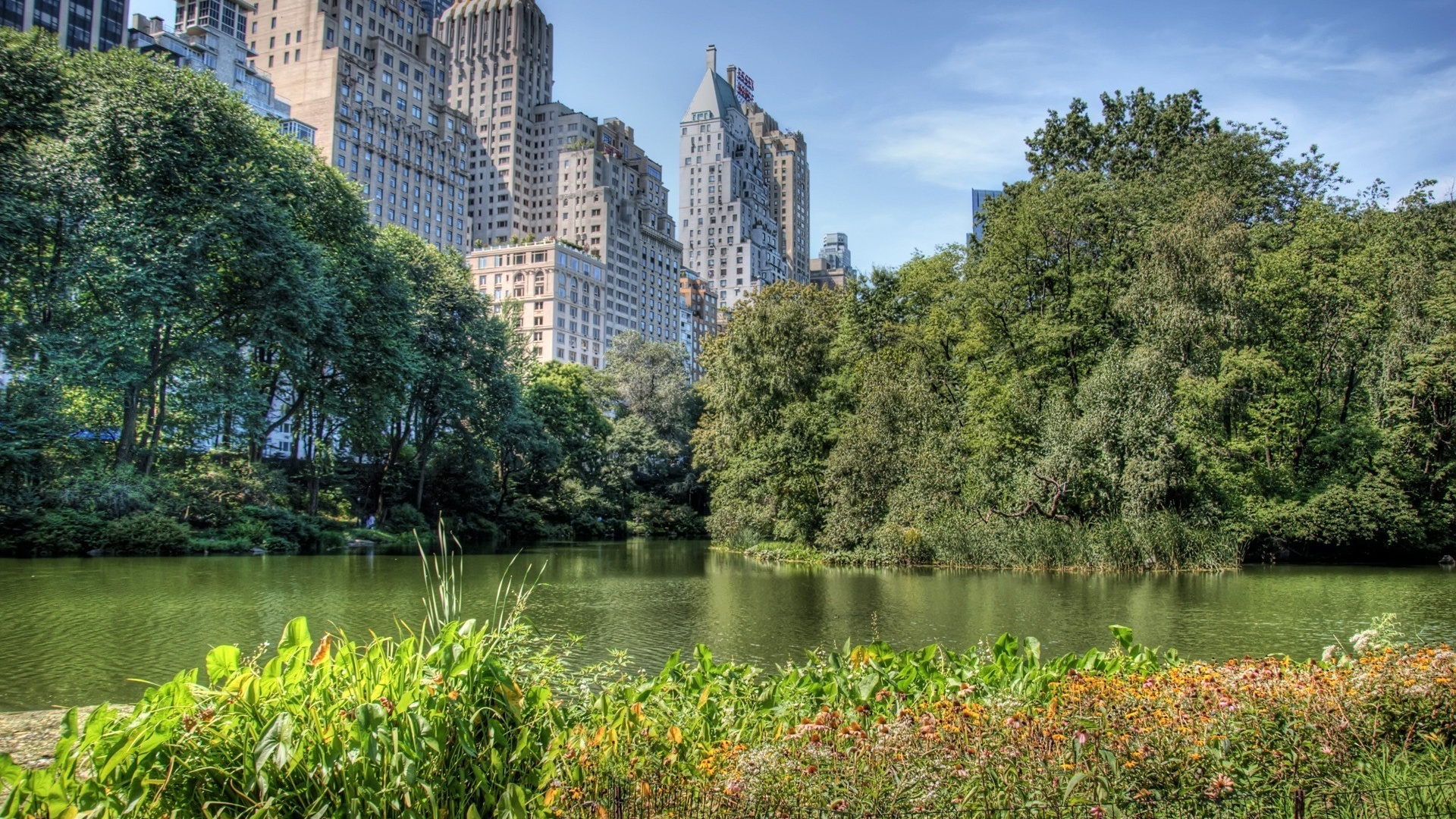性质, 植被, 反射, 自然保护区, 城市公园 壁纸 1920x1080 允许
