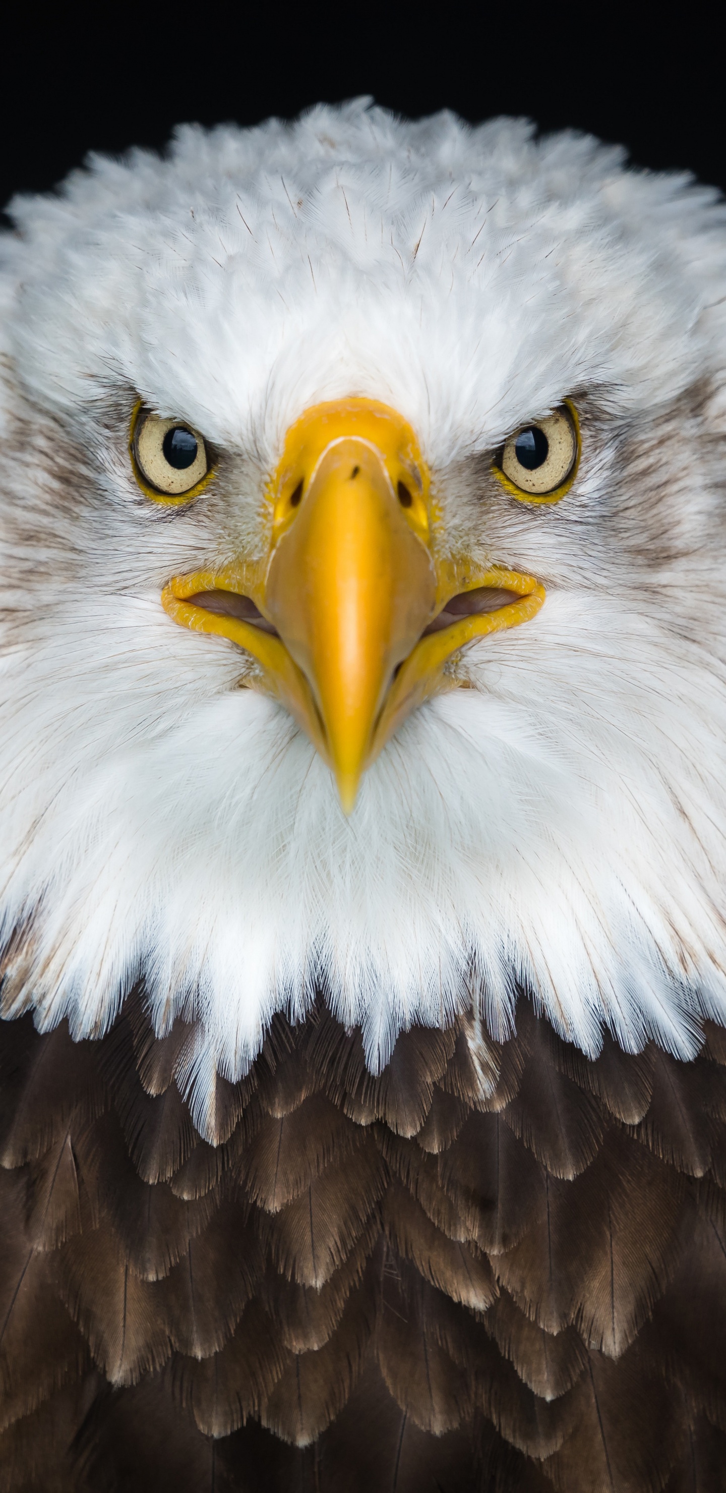 Águila Marrón y Blanca en Fotografía de Cerca. Wallpaper in 1440x2960 Resolution