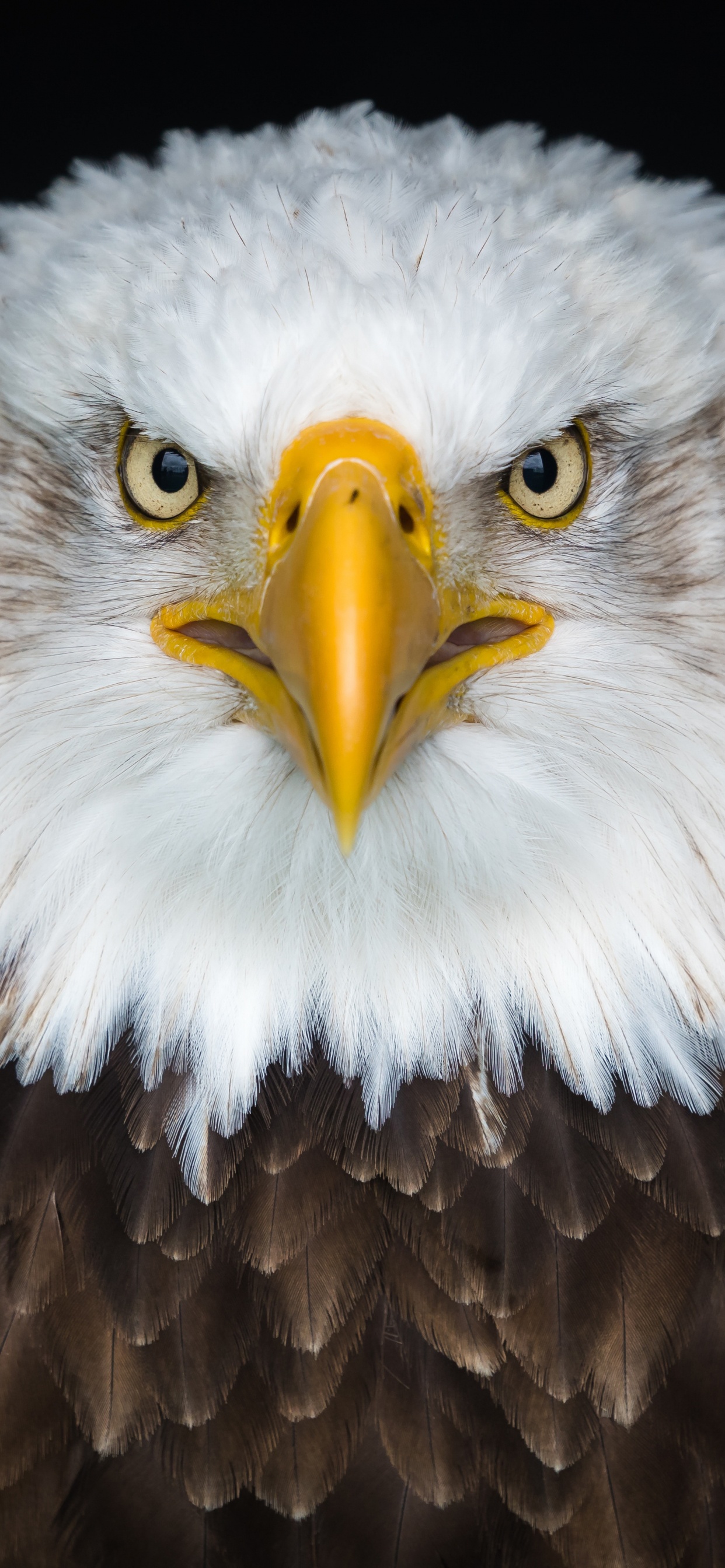 Brown and White Eagle in Close up Photography. Wallpaper in 1242x2688 Resolution