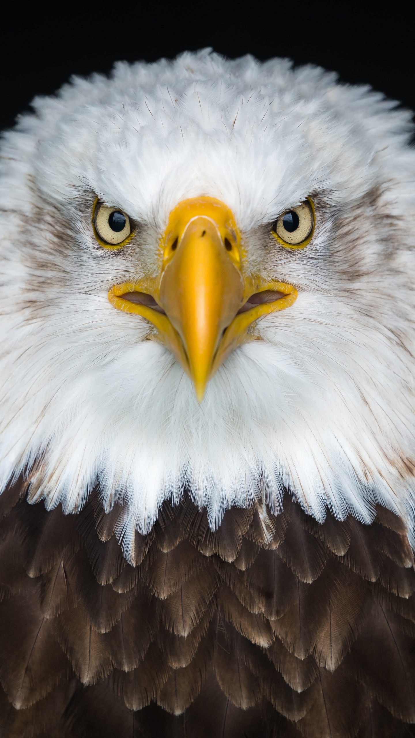 Brown and White Eagle in Close up Photography. Wallpaper in 1440x2560 Resolution
