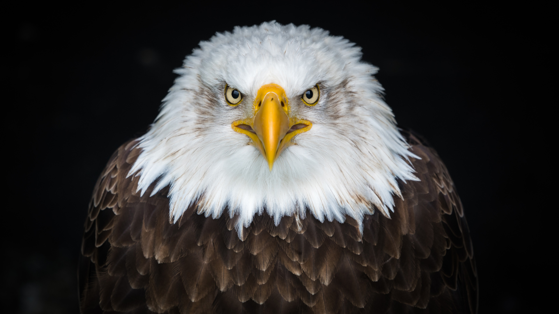 Brown and White Eagle in Close up Photography. Wallpaper in 1920x1080 Resolution