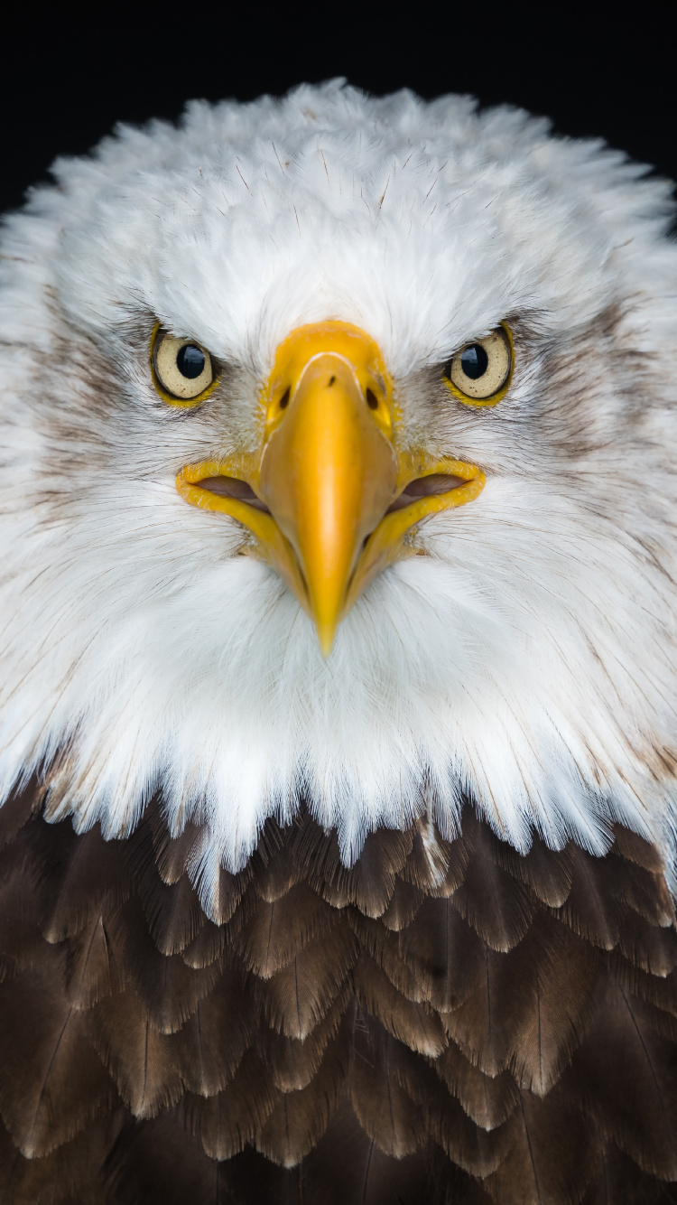 Brown and White Eagle in Close up Photography. Wallpaper in 750x1334 Resolution