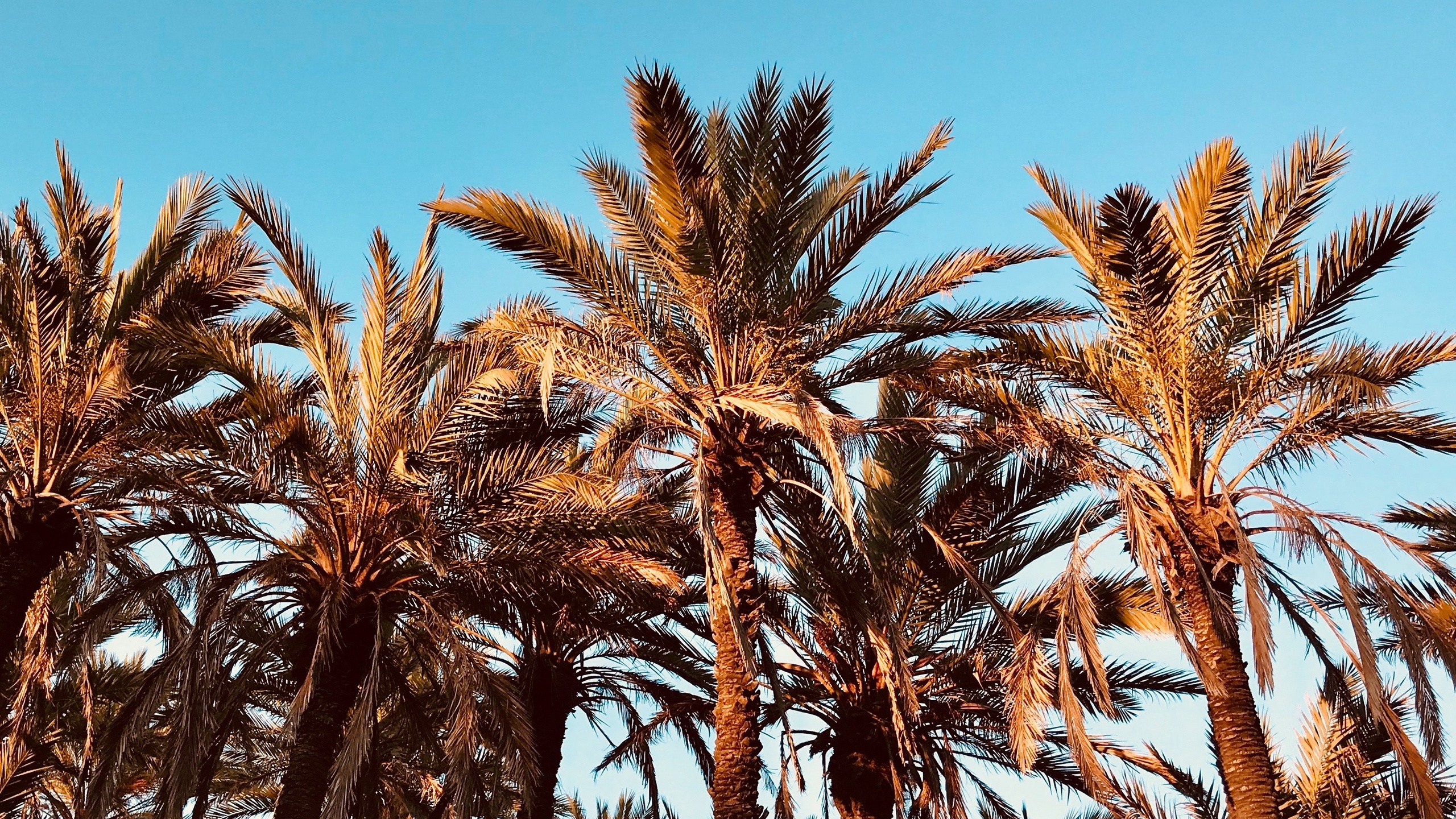 Palmera Verde Bajo un Cielo Azul Durante el Día. Wallpaper in 2560x1440 Resolution