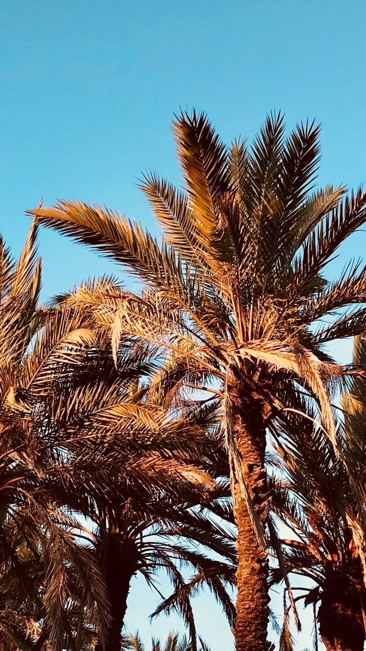 Palmera Verde Bajo un Cielo Azul Durante el Día. Wallpaper in 750x1334 Resolution