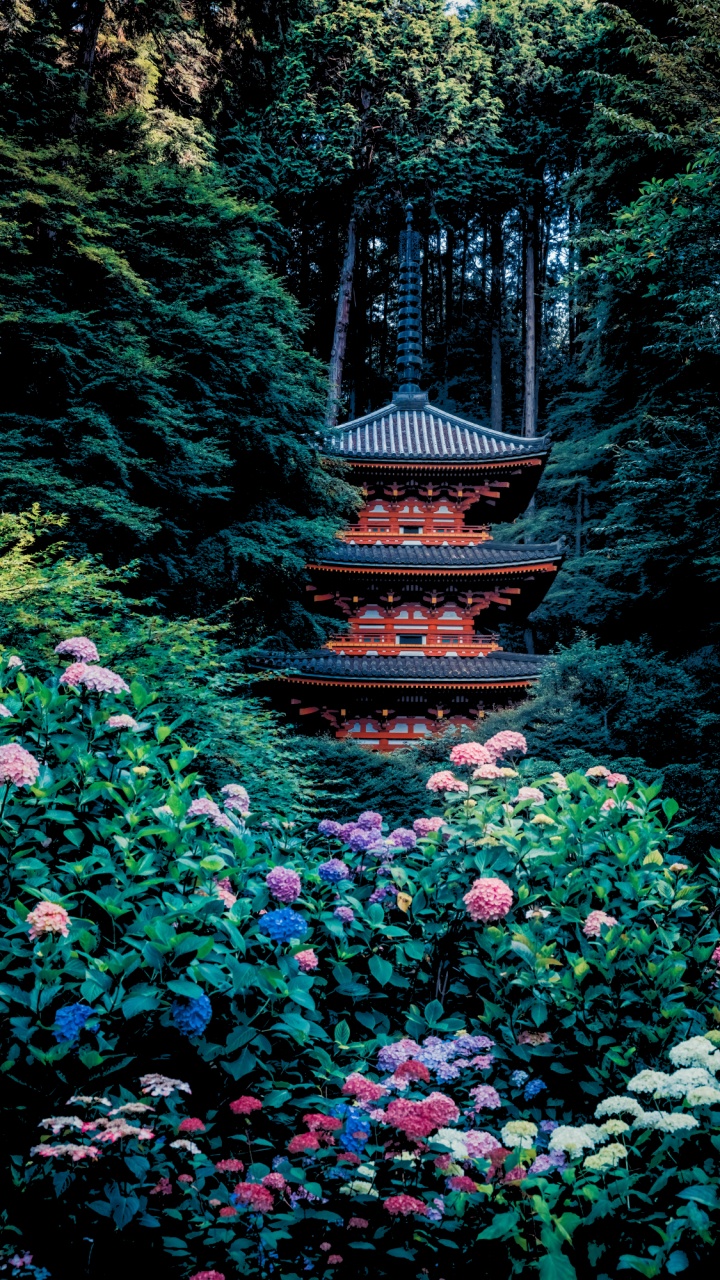 Gansenji, Komisch, Blatt, Natürlichen Umgebung, Botanik. Wallpaper in 720x1280 Resolution