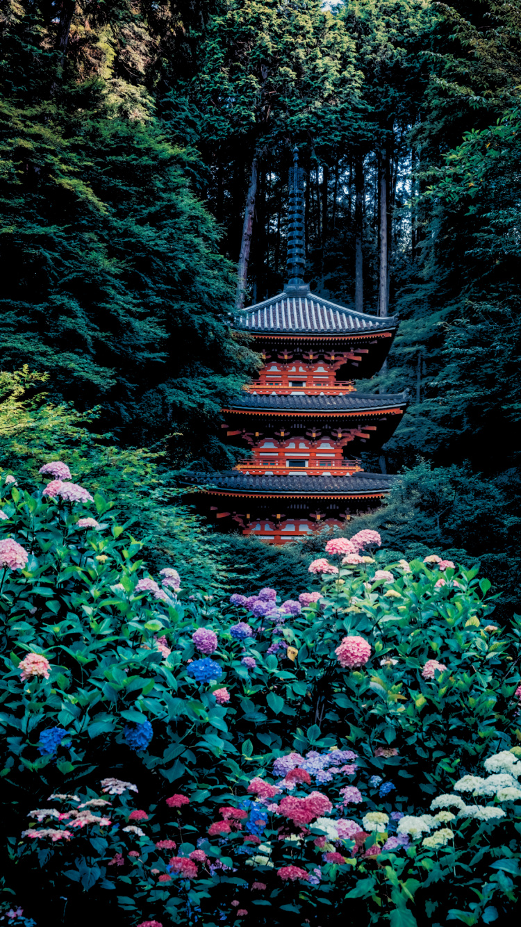 Gansenji, Komisch, Blatt, Natürlichen Umgebung, Botanik. Wallpaper in 750x1334 Resolution