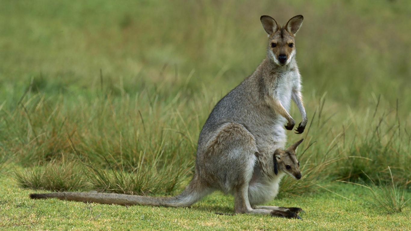 Brown Kangaroo on Green Grass Field During Daytime. Wallpaper in 1366x768 Resolution