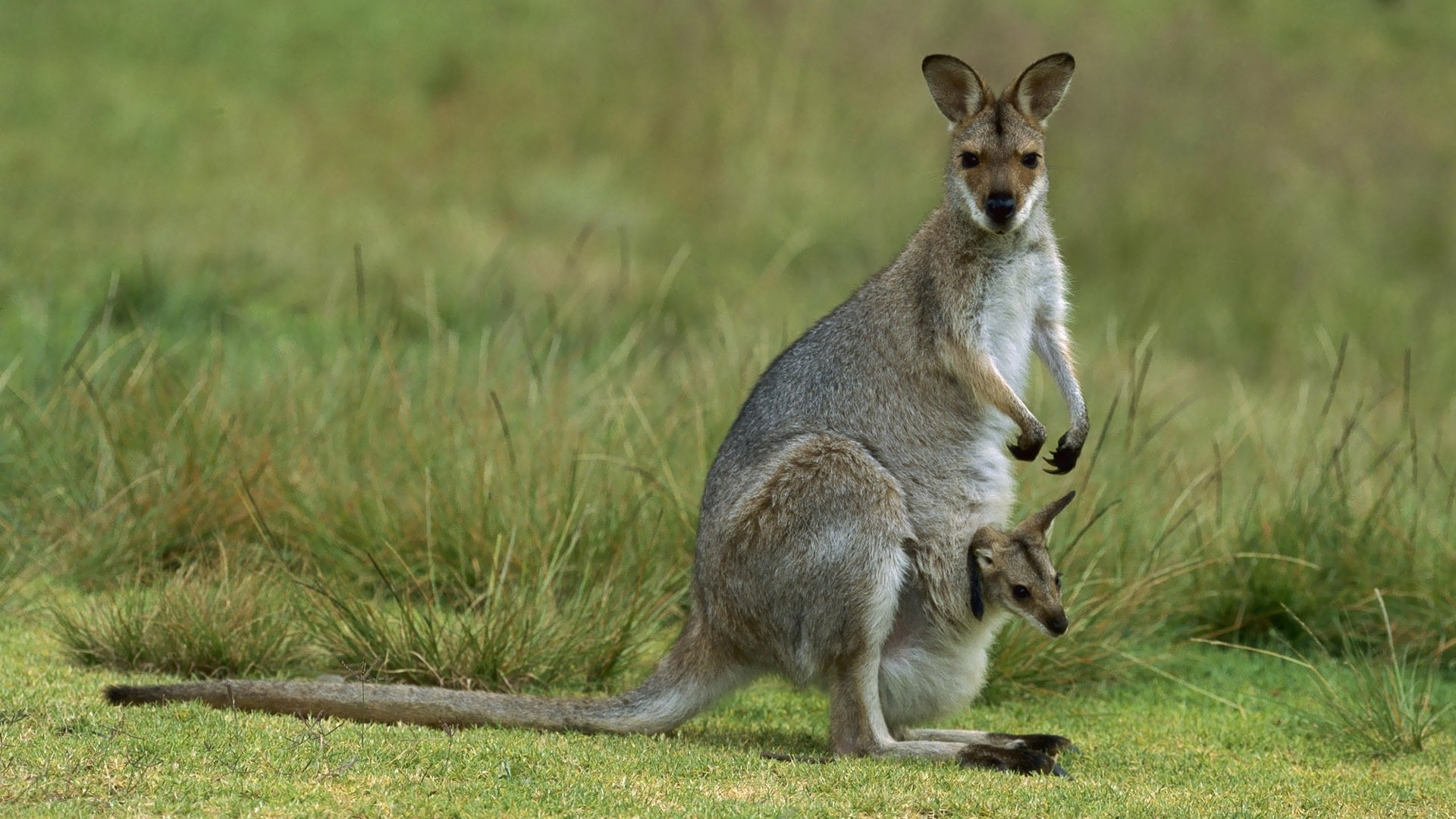 Brown Kangaroo on Green Grass Field During Daytime. Wallpaper in 1920x1080 Resolution