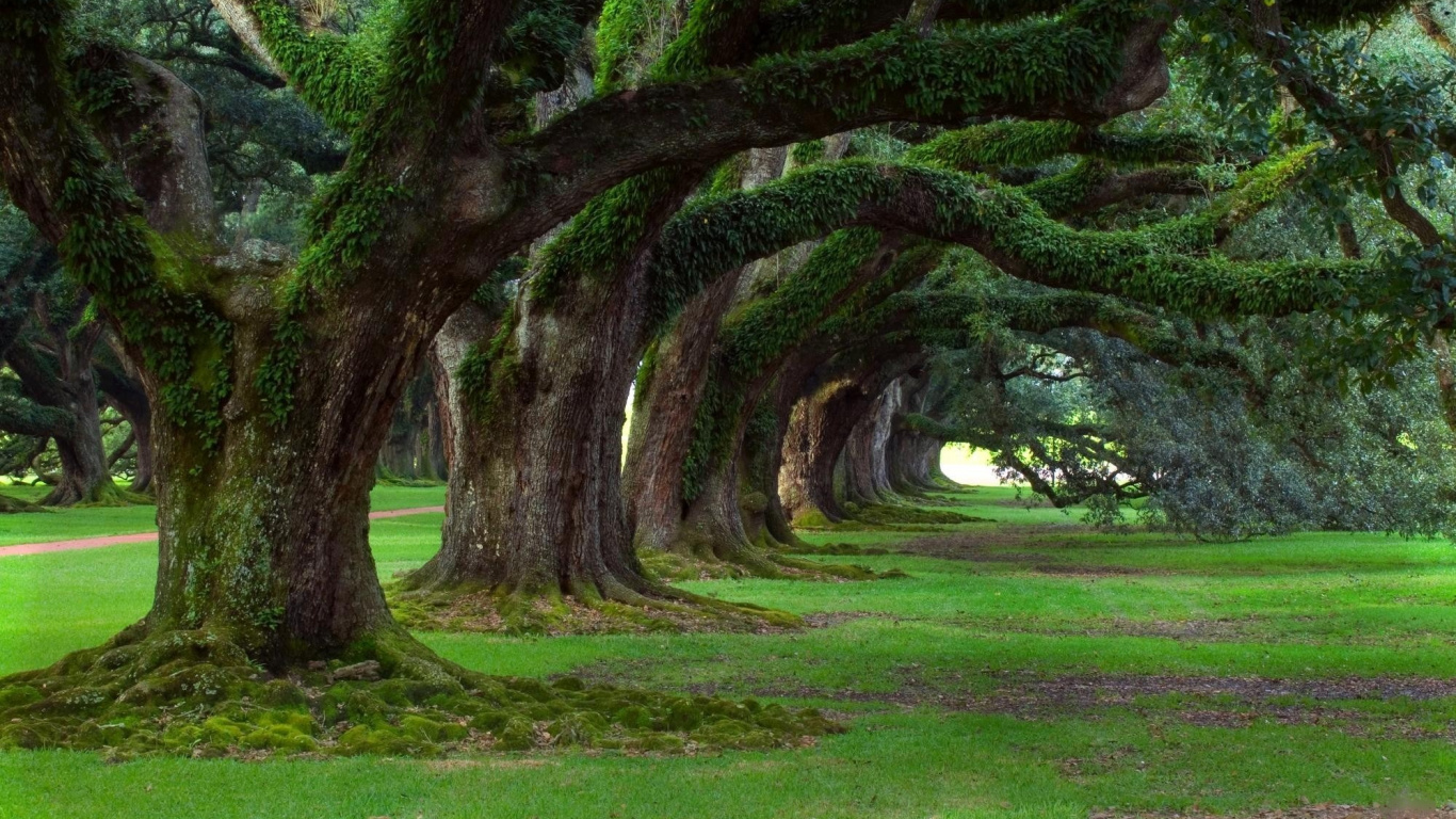 Champ D'herbe Verte Avec Des Arbres. Wallpaper in 1366x768 Resolution