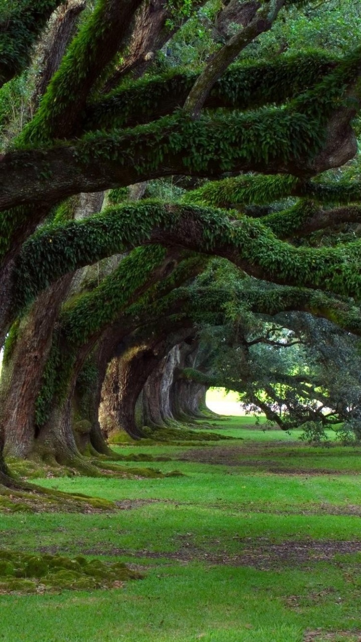 Green Grass Field With Trees. Wallpaper in 720x1280 Resolution