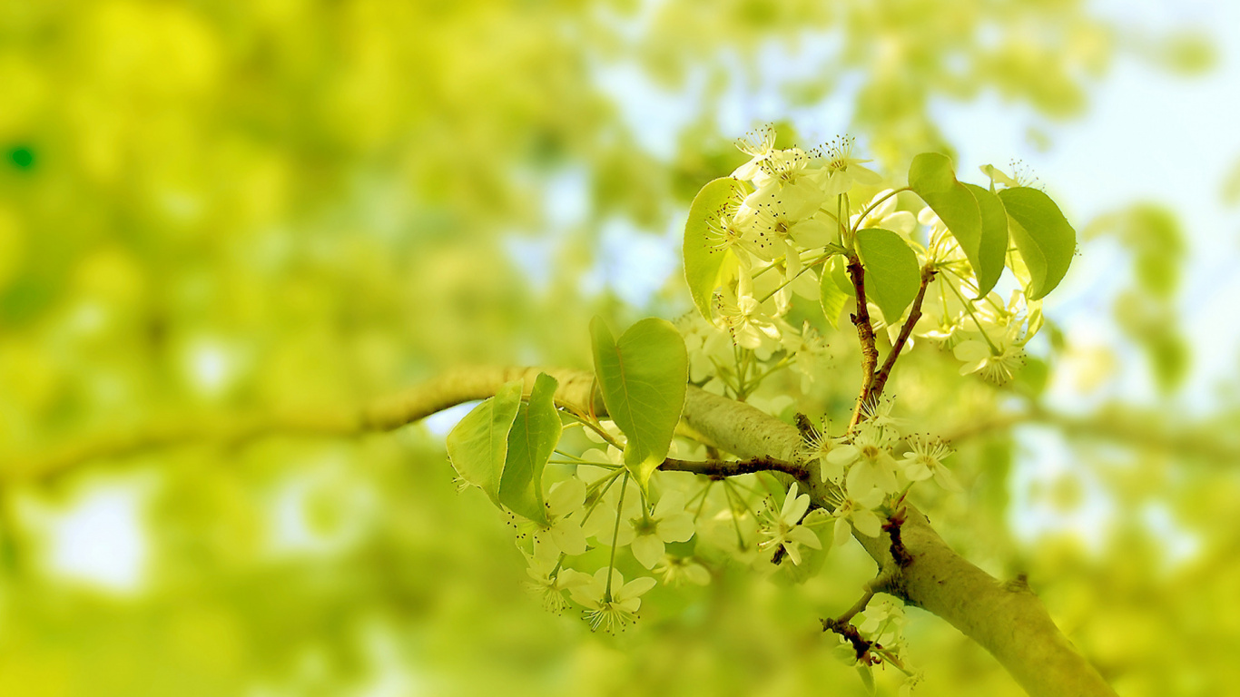 Twig, Natural Landscape, Plant, Grass, Flowering Plant. Wallpaper in 1366x768 Resolution