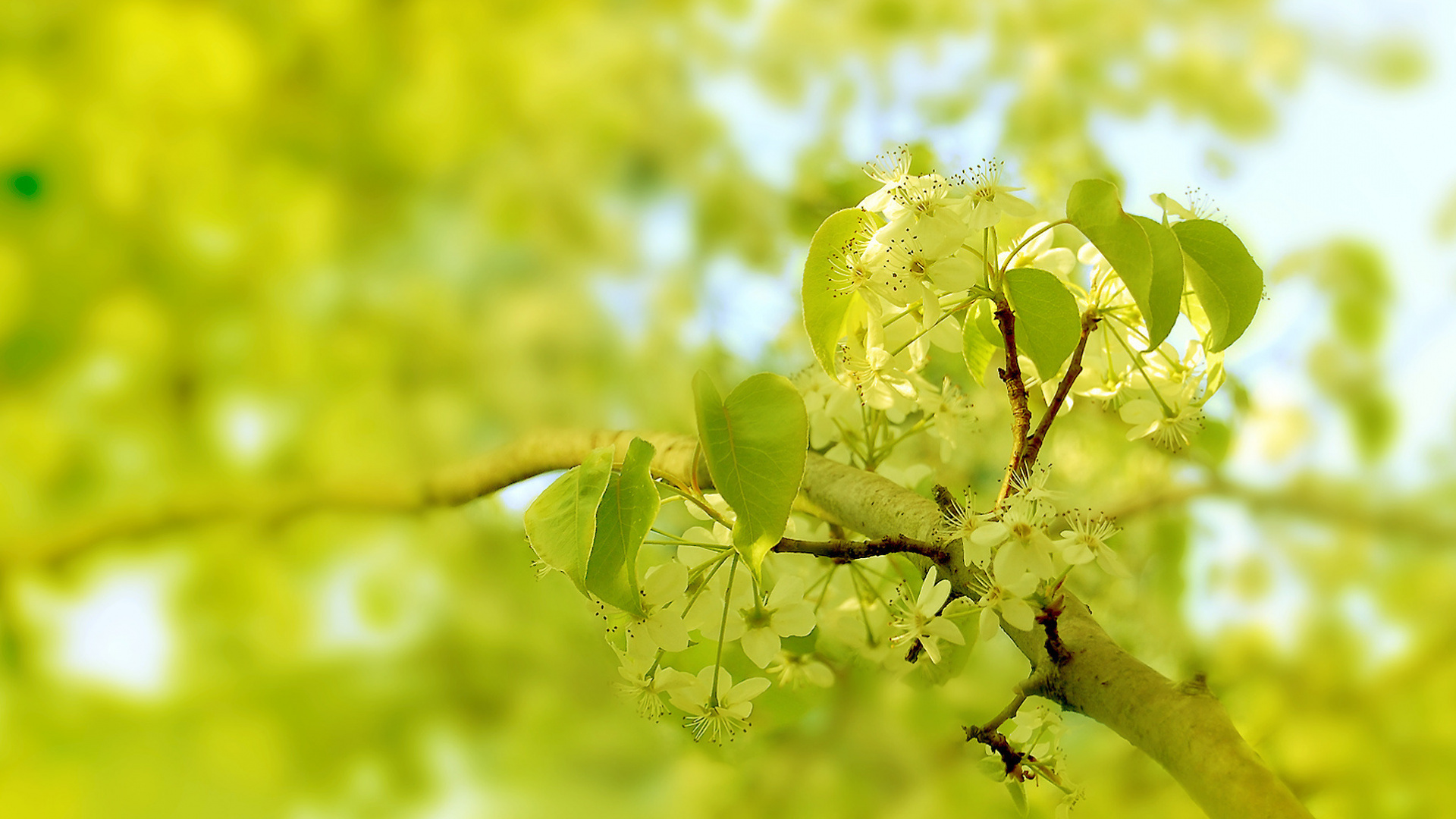 Twig, Natural Landscape, Plant, Grass, Flowering Plant. Wallpaper in 1920x1080 Resolution